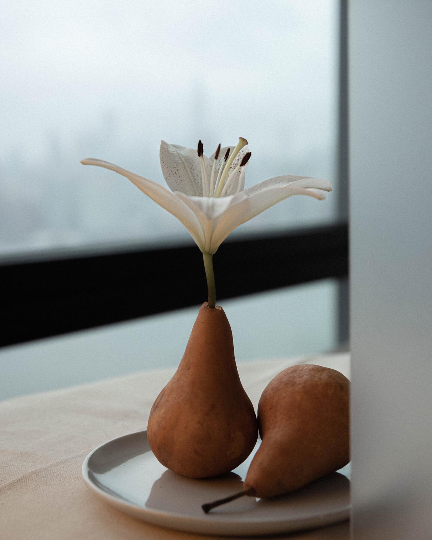 The scent 🤍
Why do lilies smell stronger at night? 🤔
⠀⠀⠀⠀⠀⠀⠀⠀⠀
They do because during the reproduction of lilies, pollen (male component) has to get inside the pistol (female component). Usually, it happens in the nighttime, and as an immediate res