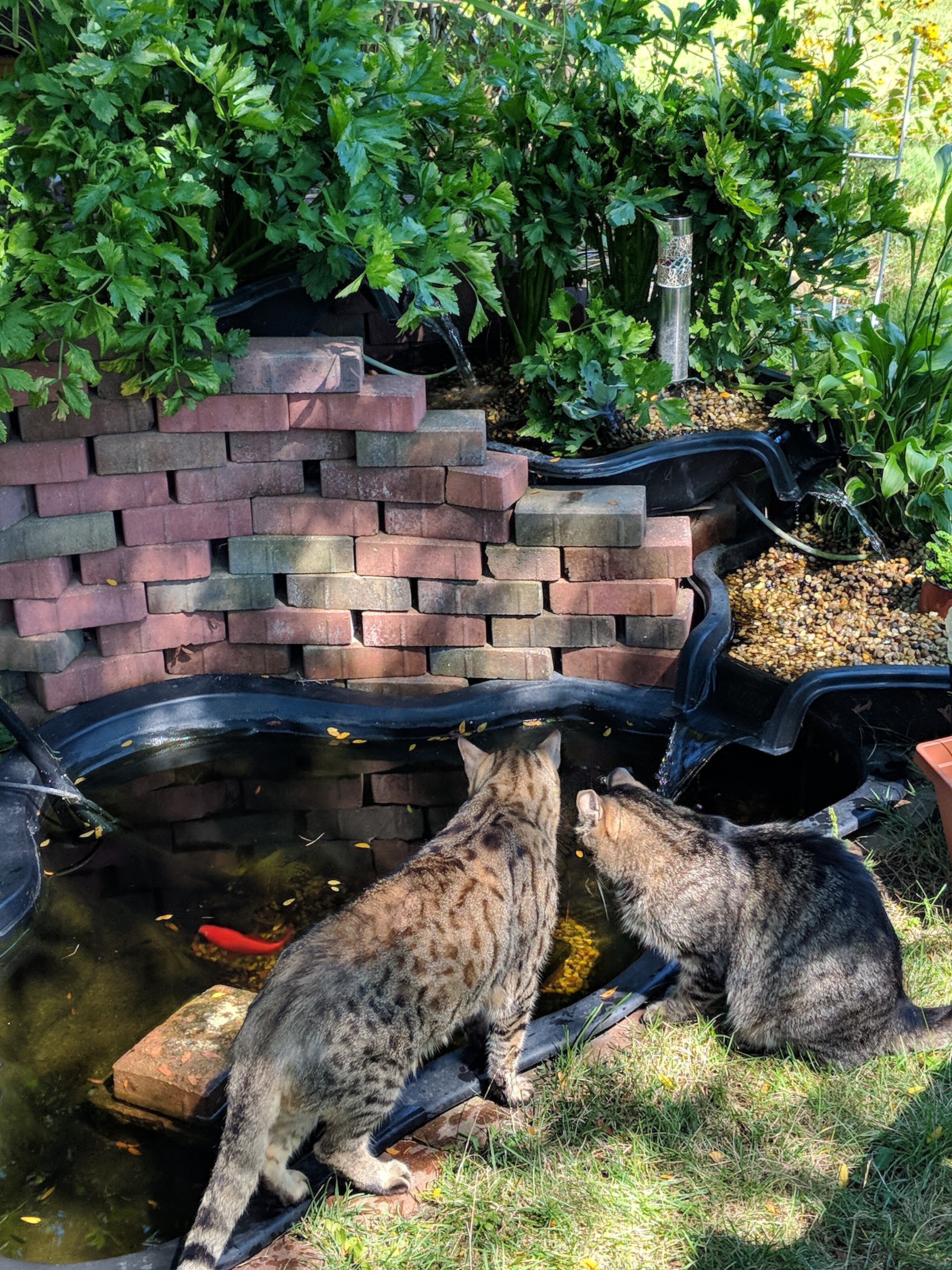 Has Become a Stelle Watering Hole for Neighborhood Cats and Flocks of Small Birds