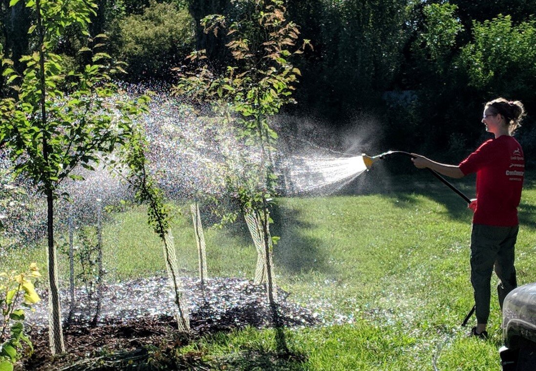 Foliar Spray of Nutrients on Nut-Tree Guild