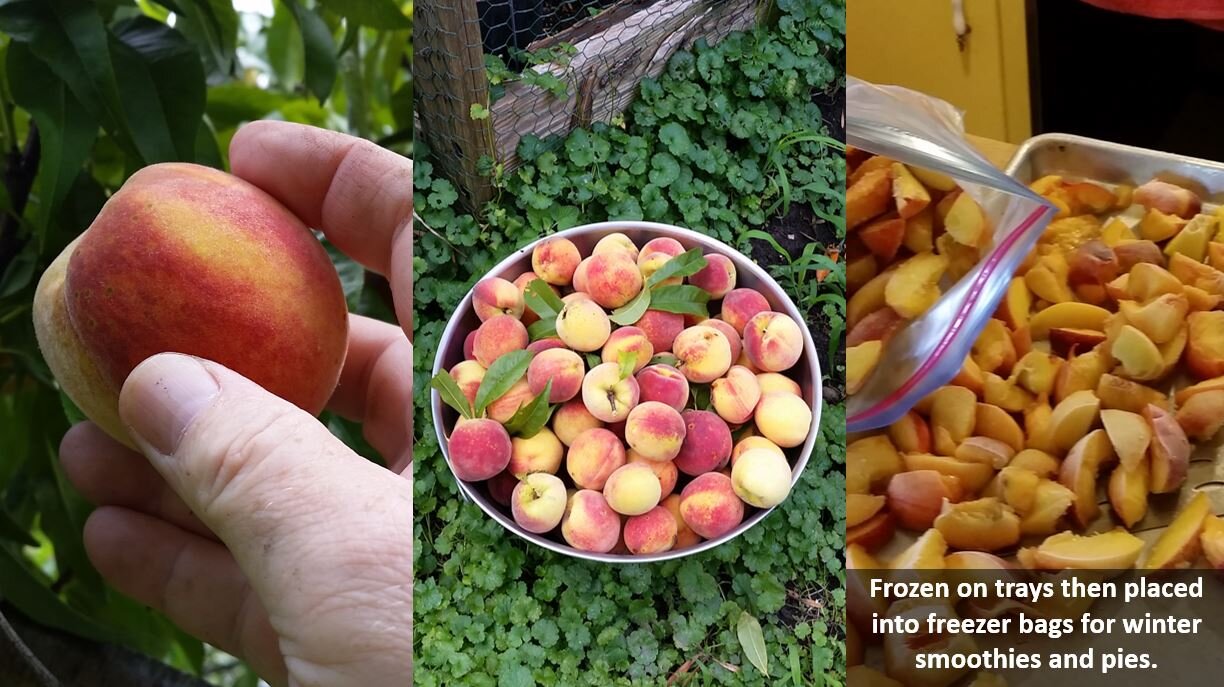 A Good Year for the Peach Trees