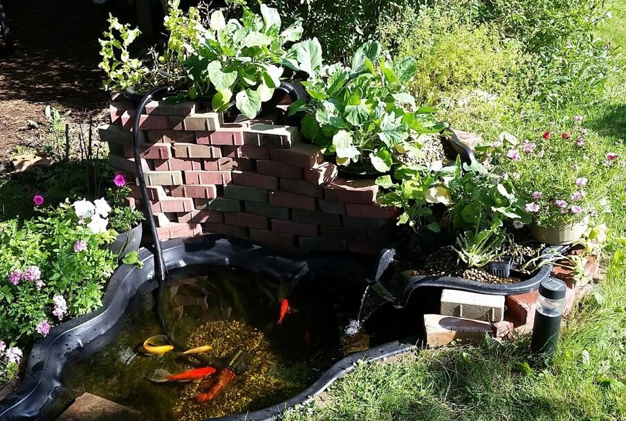 The Aquaponics System (raising fish and vegetables in closed system) in the Midwest Permaculture Yard