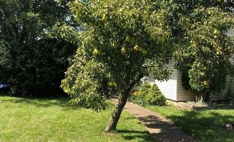 Bounty of Pears. Many Residents Share Their Harvests