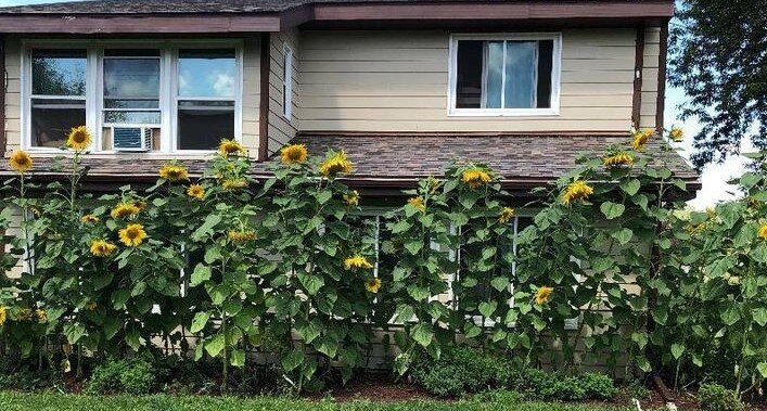 A Good Year for Sunflowers