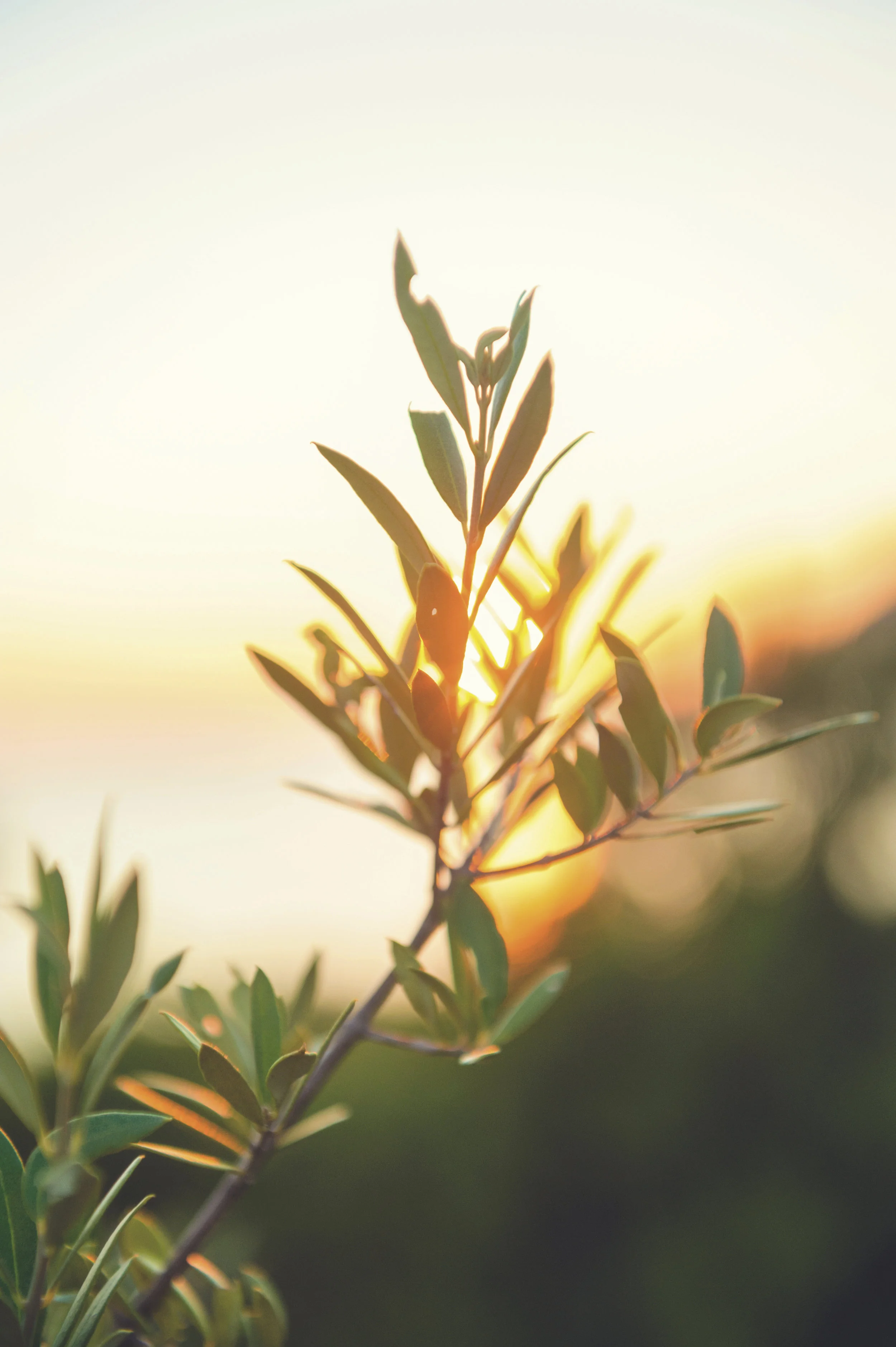 iStock_000089514141_Full.jpg