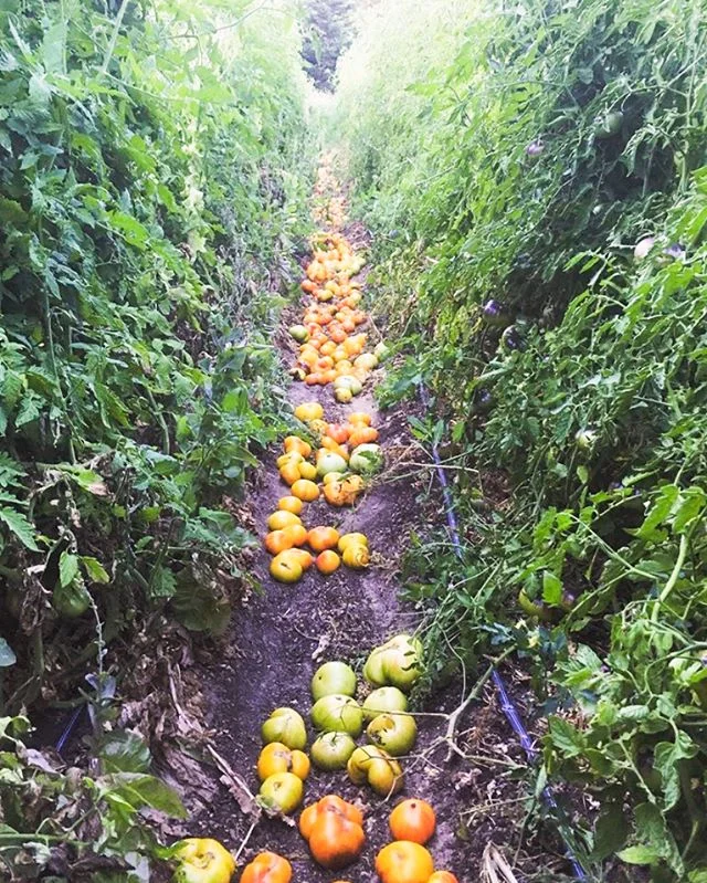Get excited - @pinkbarnfarm just harvested hella heirloom tomatoes &amp; we're on the receiving end. Indian summer is good to us in the Garden, come get into all the farm fresh goodness. #BrewstersBeerGarden
.
.
.
#farm #farmer #farmers #farmlife #fa