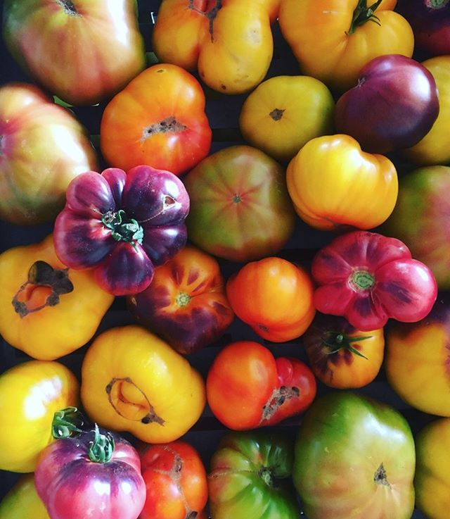 Late summer perks, c/o @pinkbarnfarm. Love supporting local. #BrewstersBeerGarden
.
.
.
#farmer #heirloomtomatoes #heirloom #tomatoes #tomato #eatlocal #eatrealfood #farmtofork #farmlife #farm #petaluma #sonomafarm #sonomafarmer #farmtoface #farmtopl