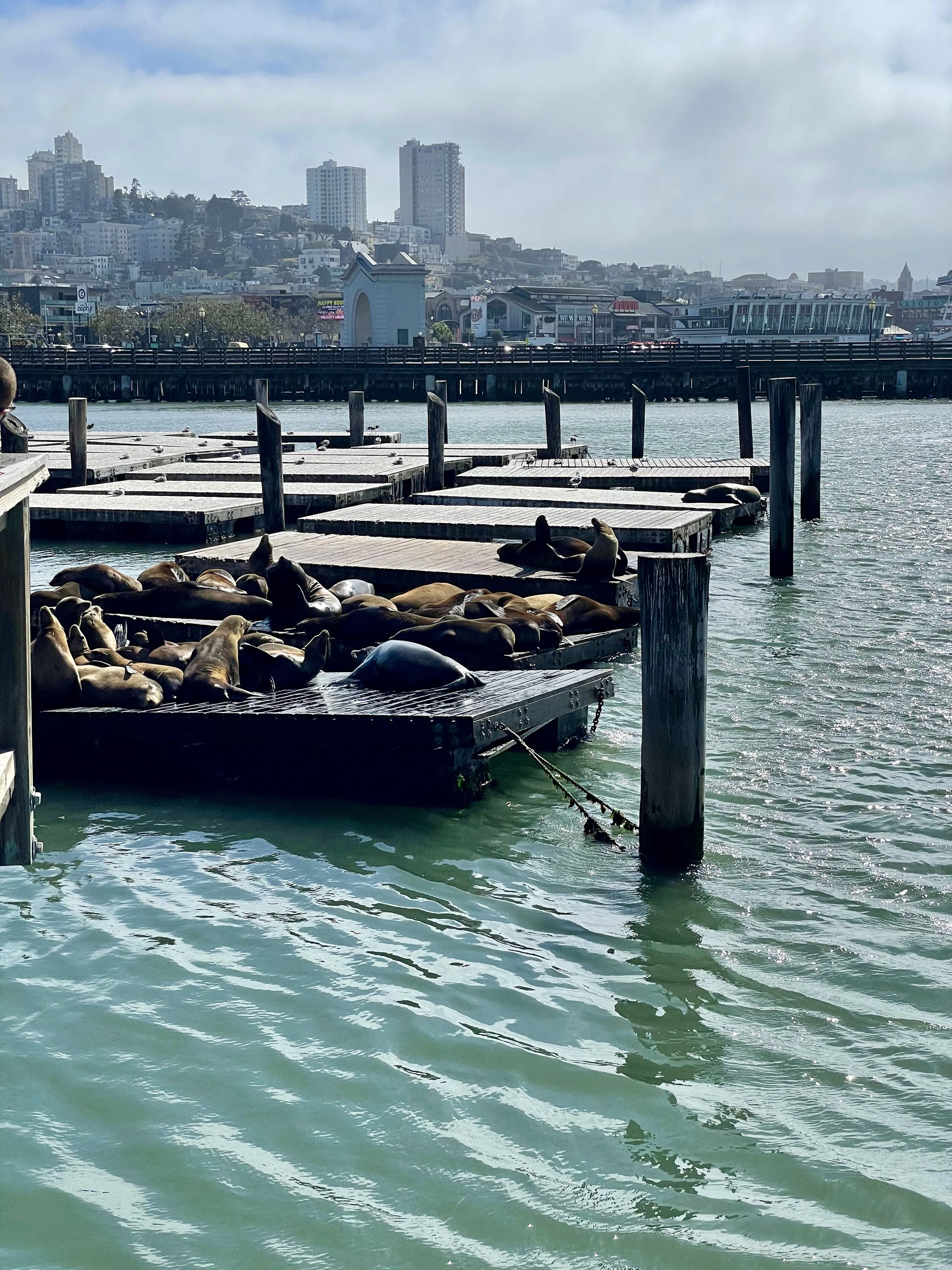 Sea Lions at Pier 39