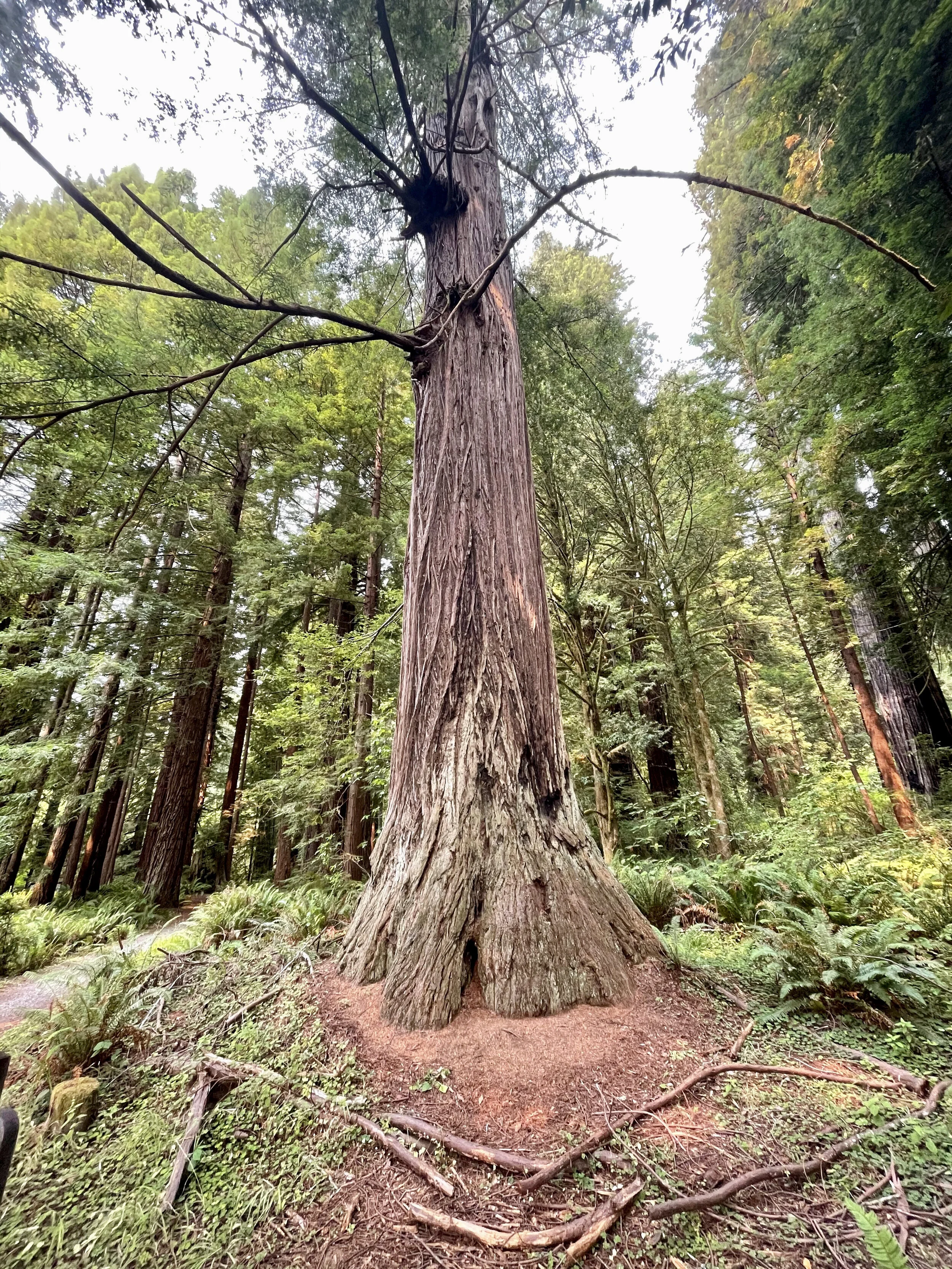 Redwood National Park