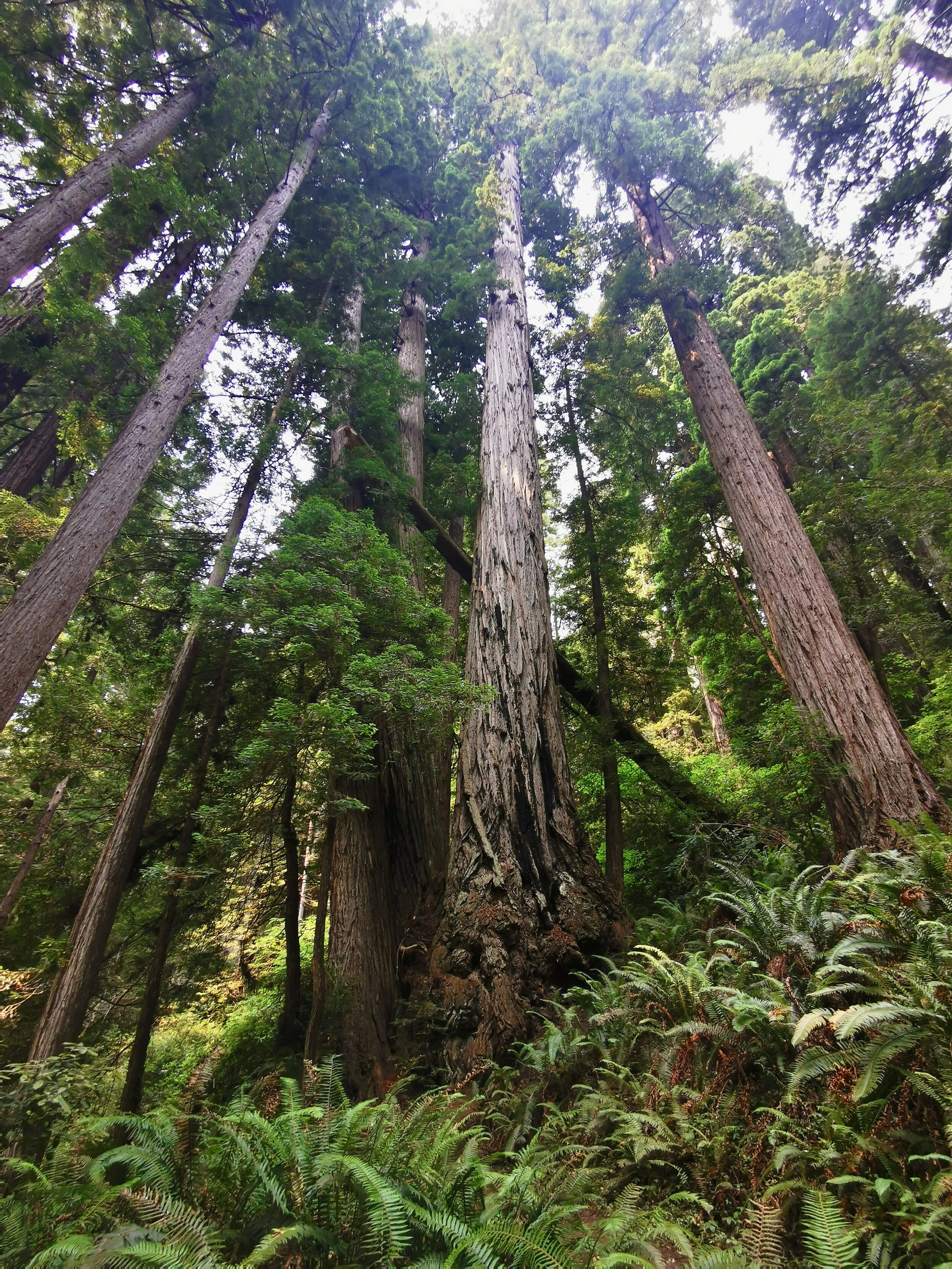 Redwood National Park