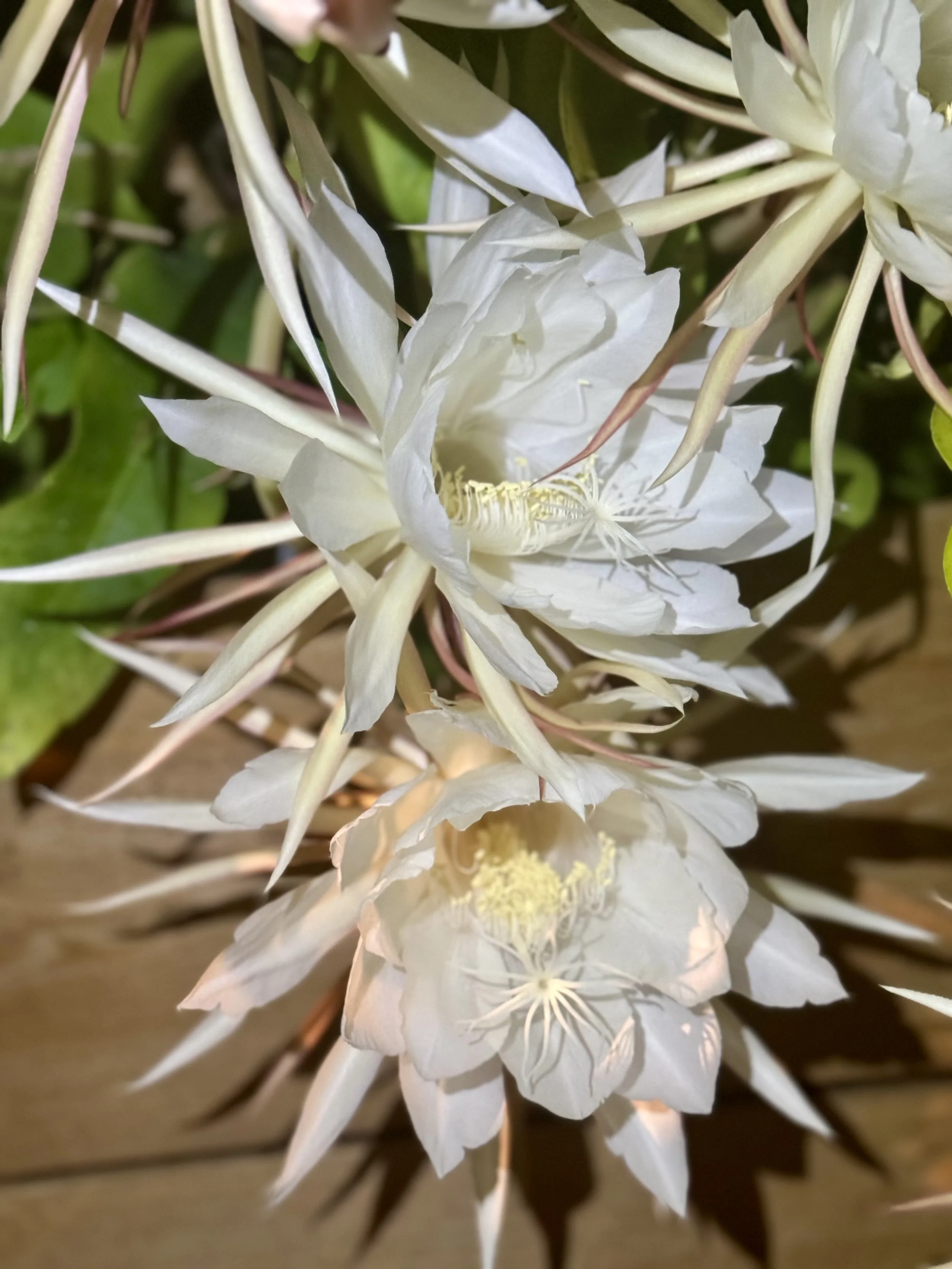 Los Angeles August 2024