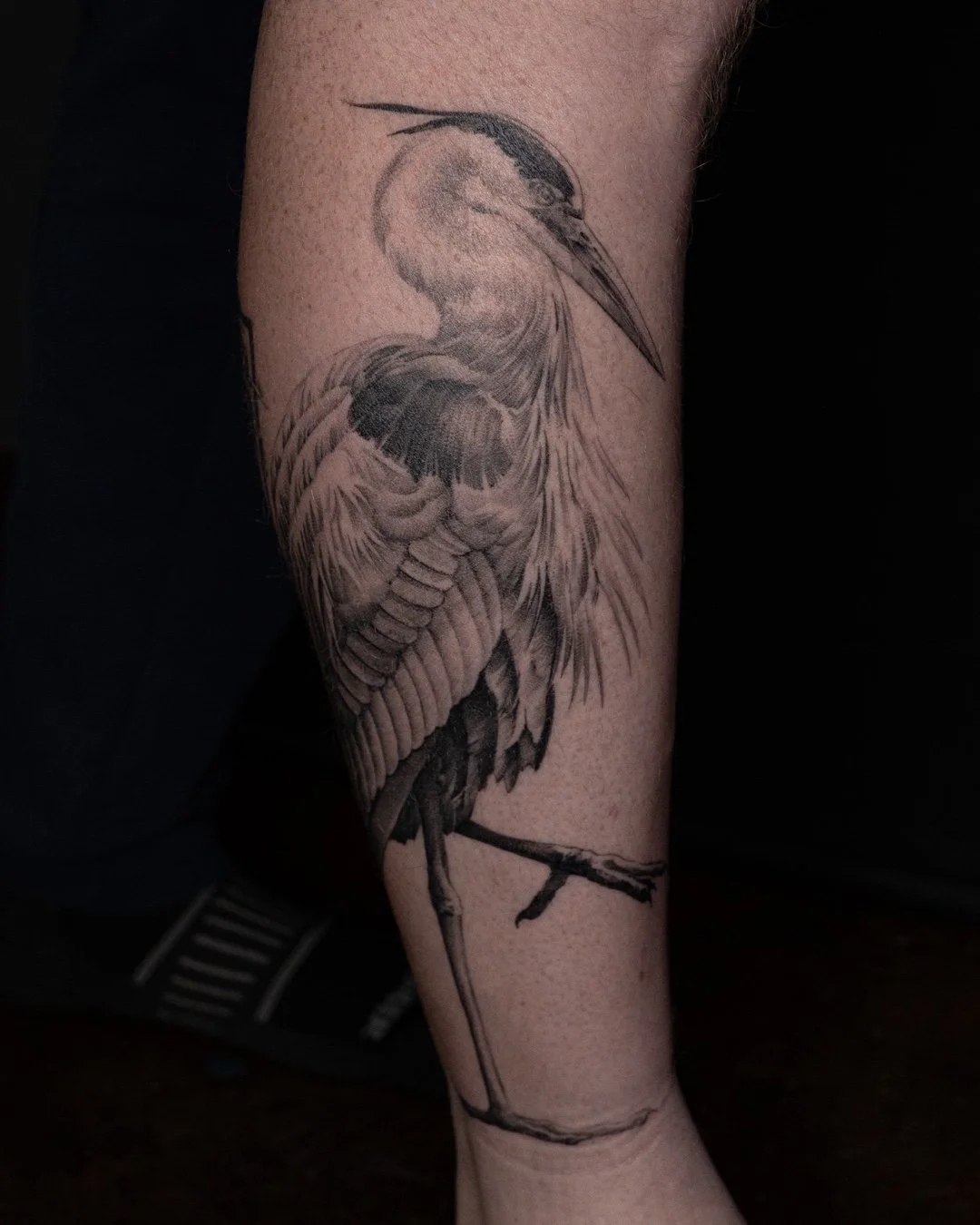 Herons never go out of style​
@seriously_malflourished always bringing the best. ​
Thanks again @kp_01_​
​
#leviticus #tattoo
