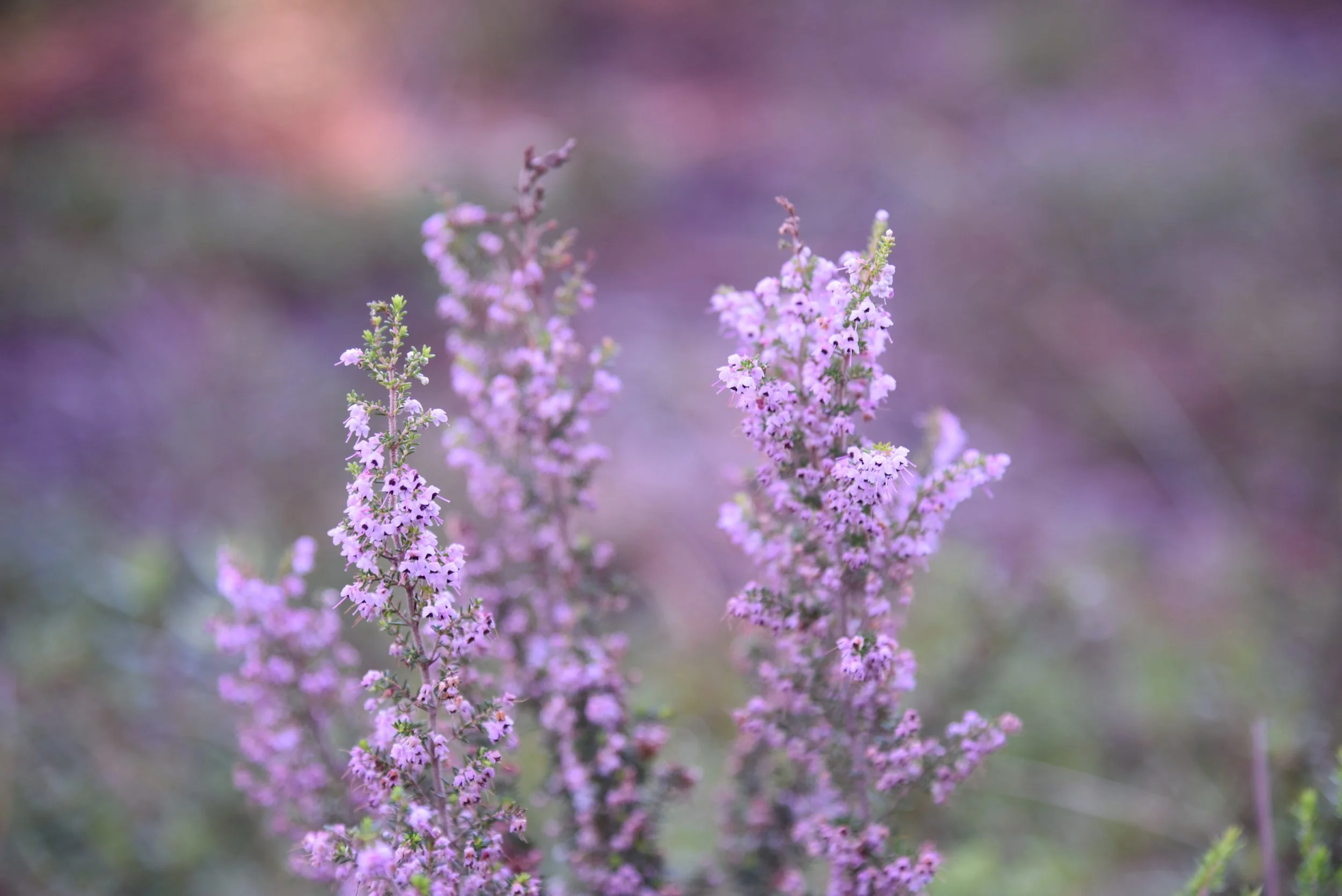 lavender.jpeg