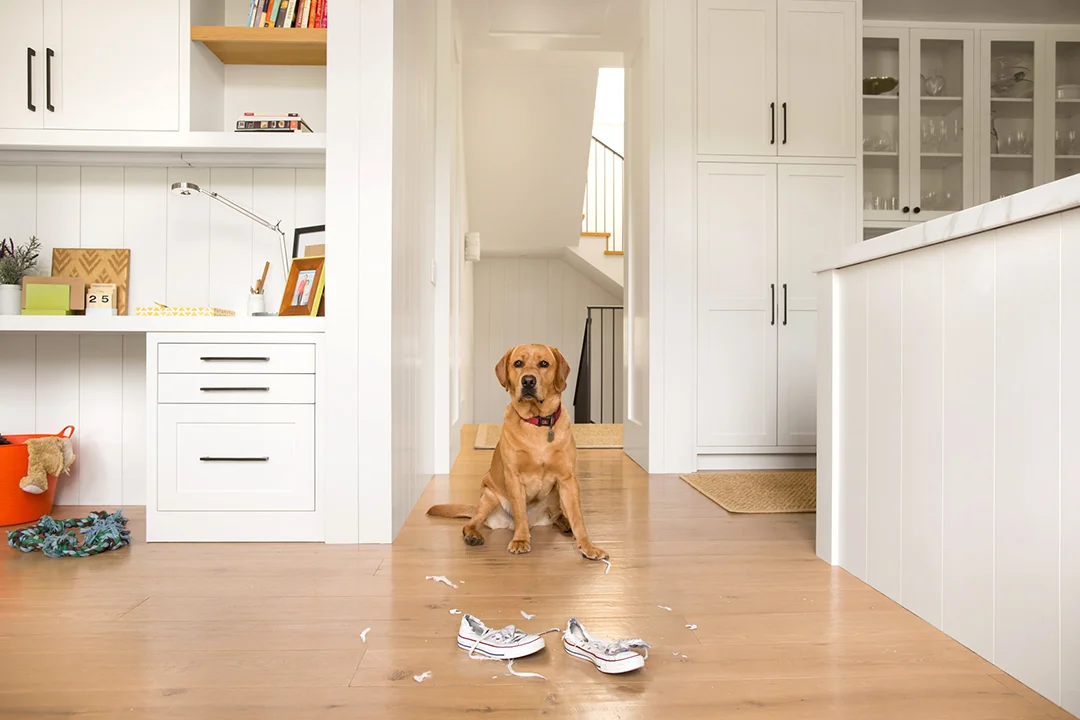 01_DOG_NOOK_3870-V03.jpg
