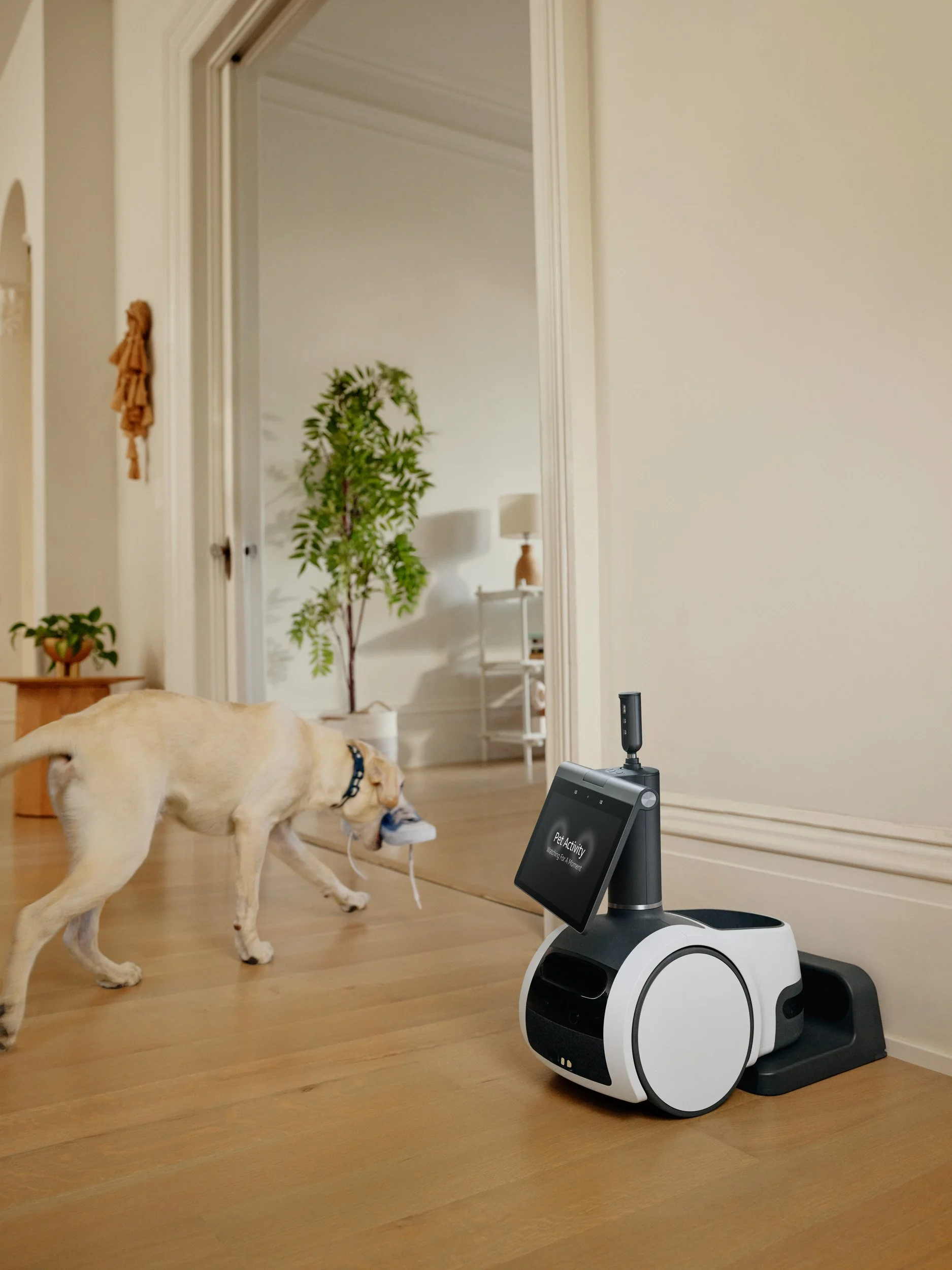 Astro_Q2_2022_Pet_Dog_Shoe_036A.jpg