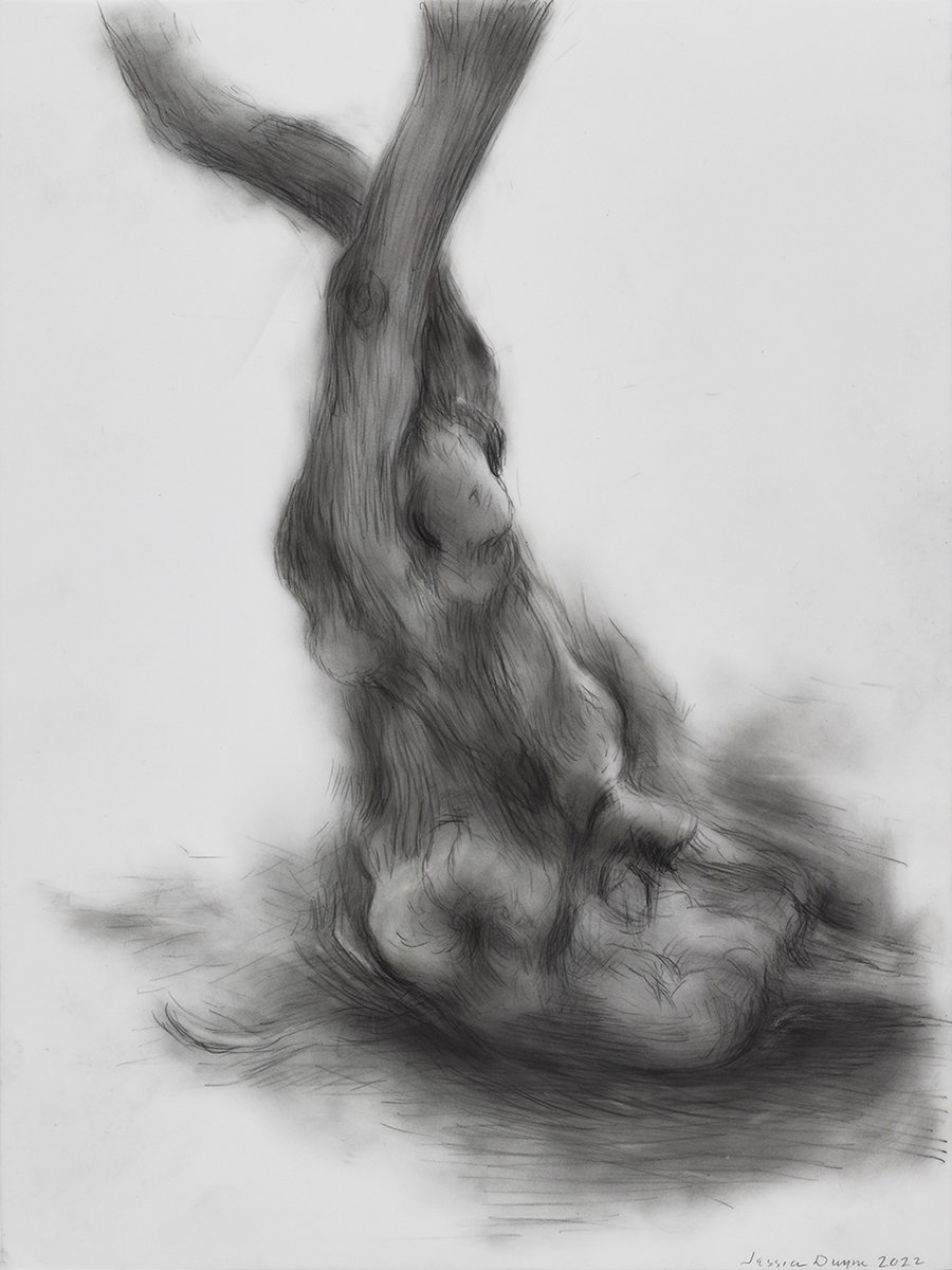   Old Olive, Assisi  2022 graphite on polyester 14 x 11 in. 