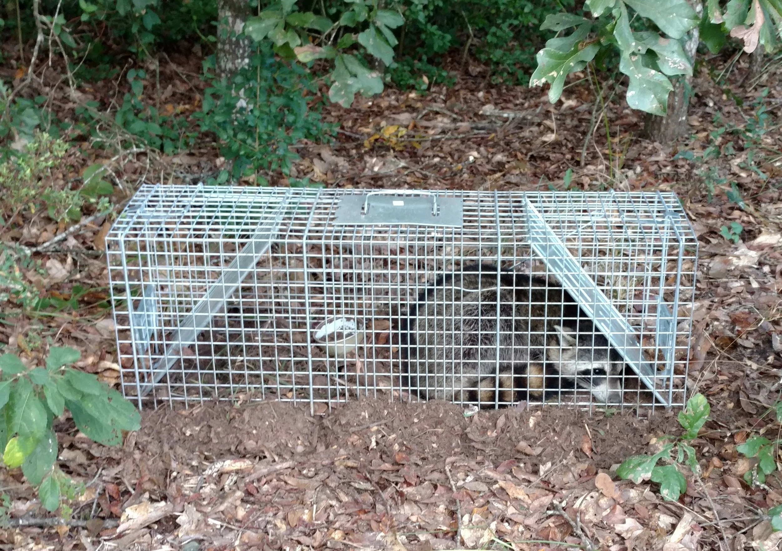 Raccoon in trap