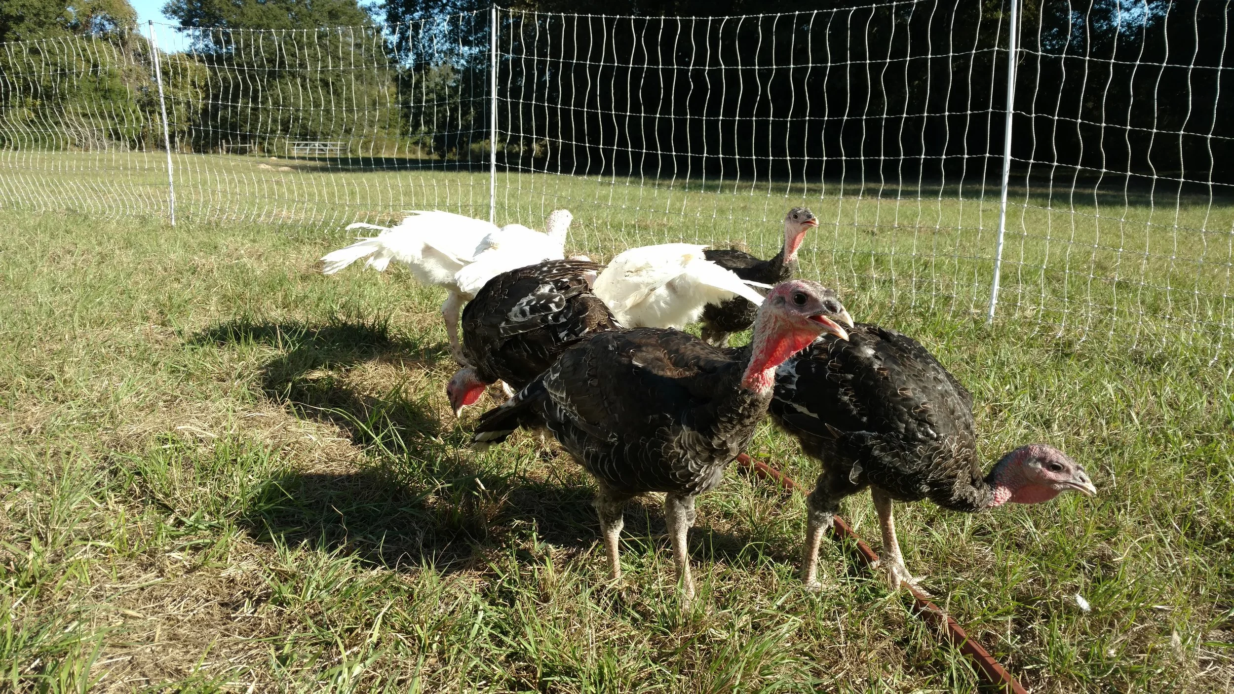turkeys on grass.jpg