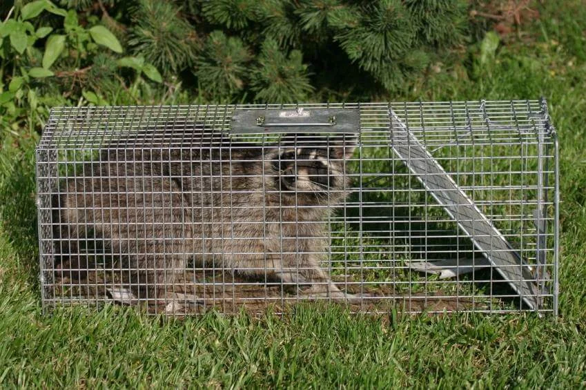 One less raccoon on the ranch!