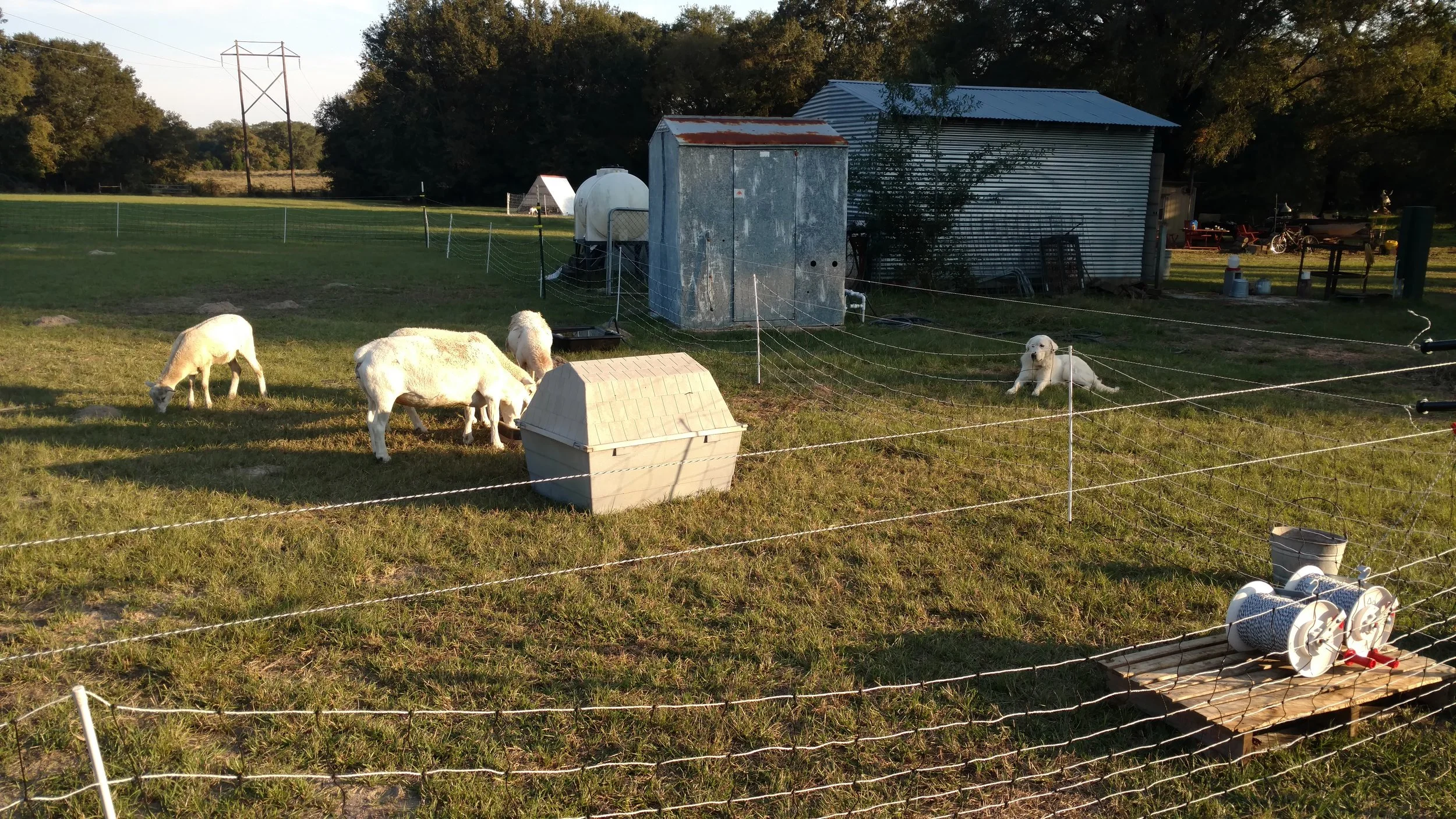 Blending in with the livestock!