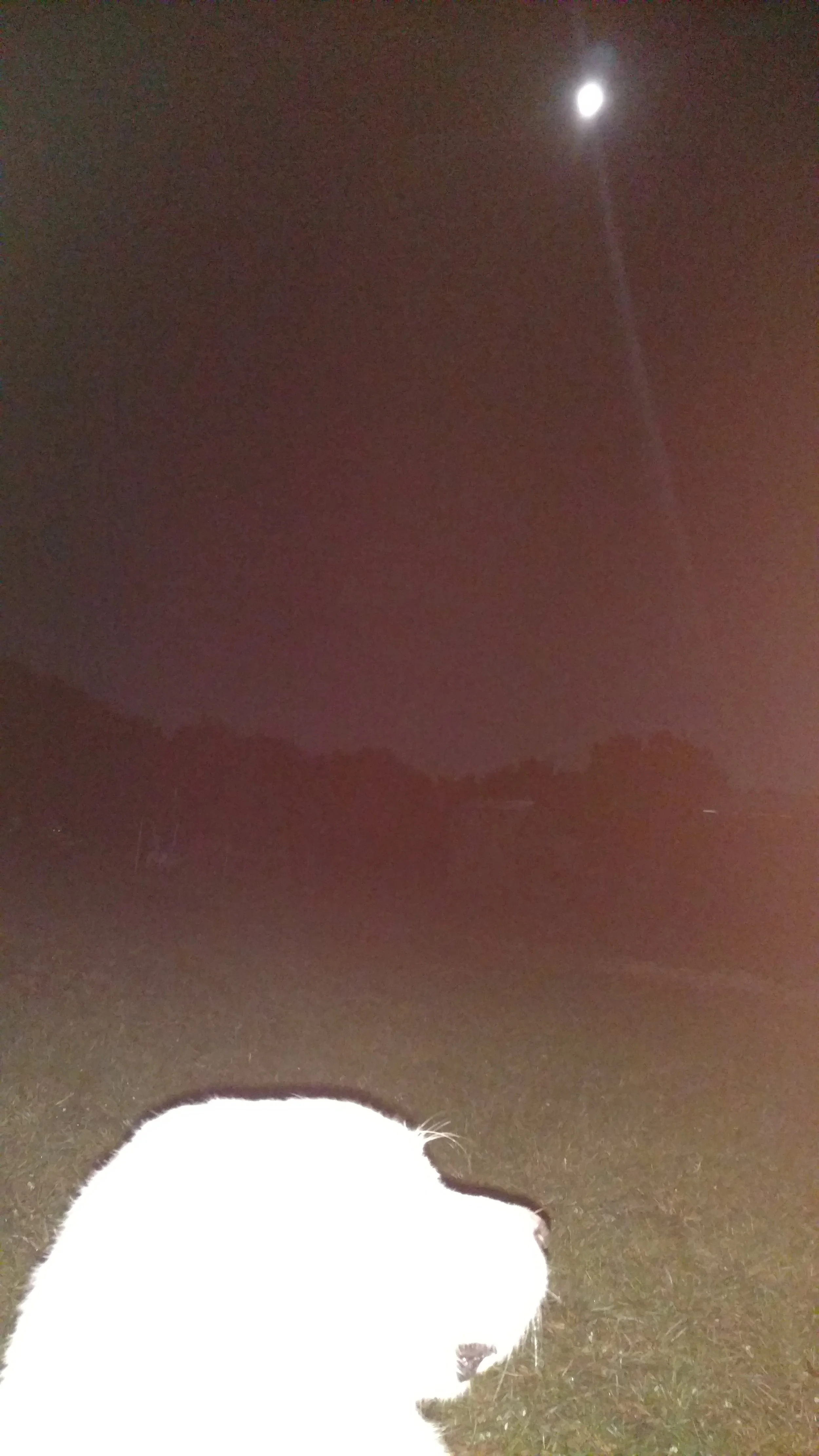 Watching the full moon