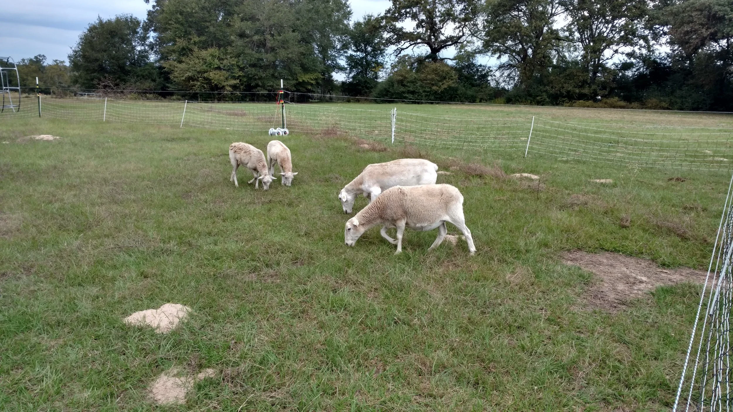 Senter Ranch's first flock of Dorpers. The front ewe is the oldest and the first likely to have lambs