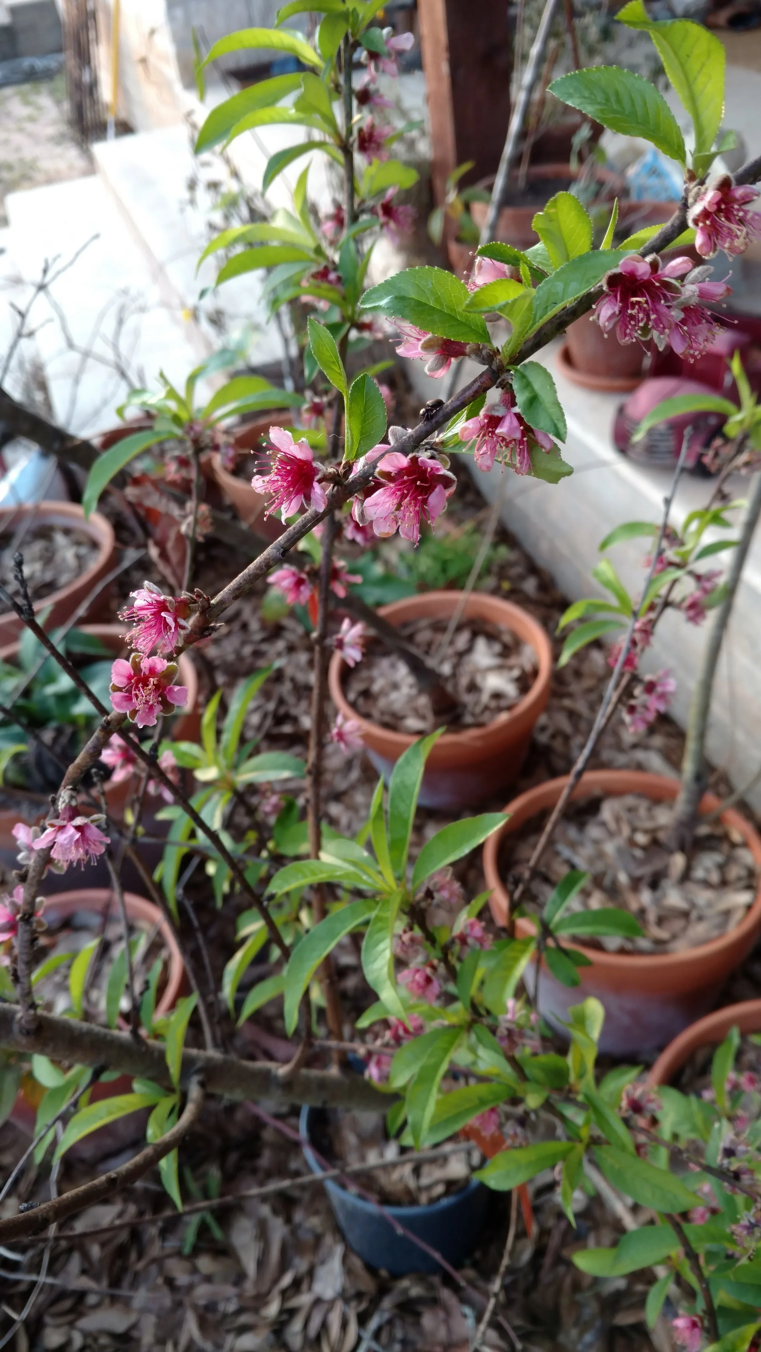 See all the pots in the background! A Redskin peach blooming.