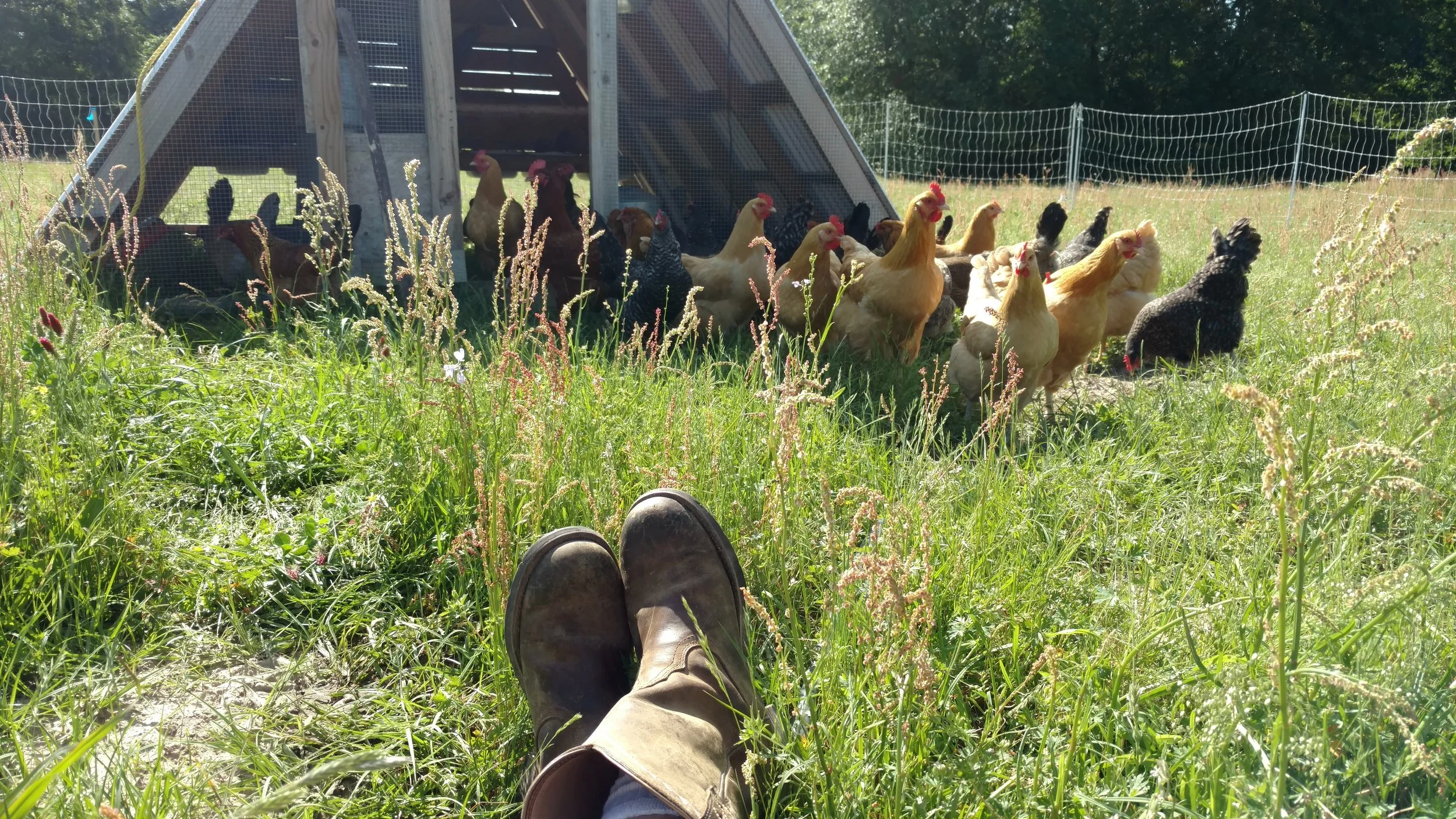 Hens keeping me company while I take a rest