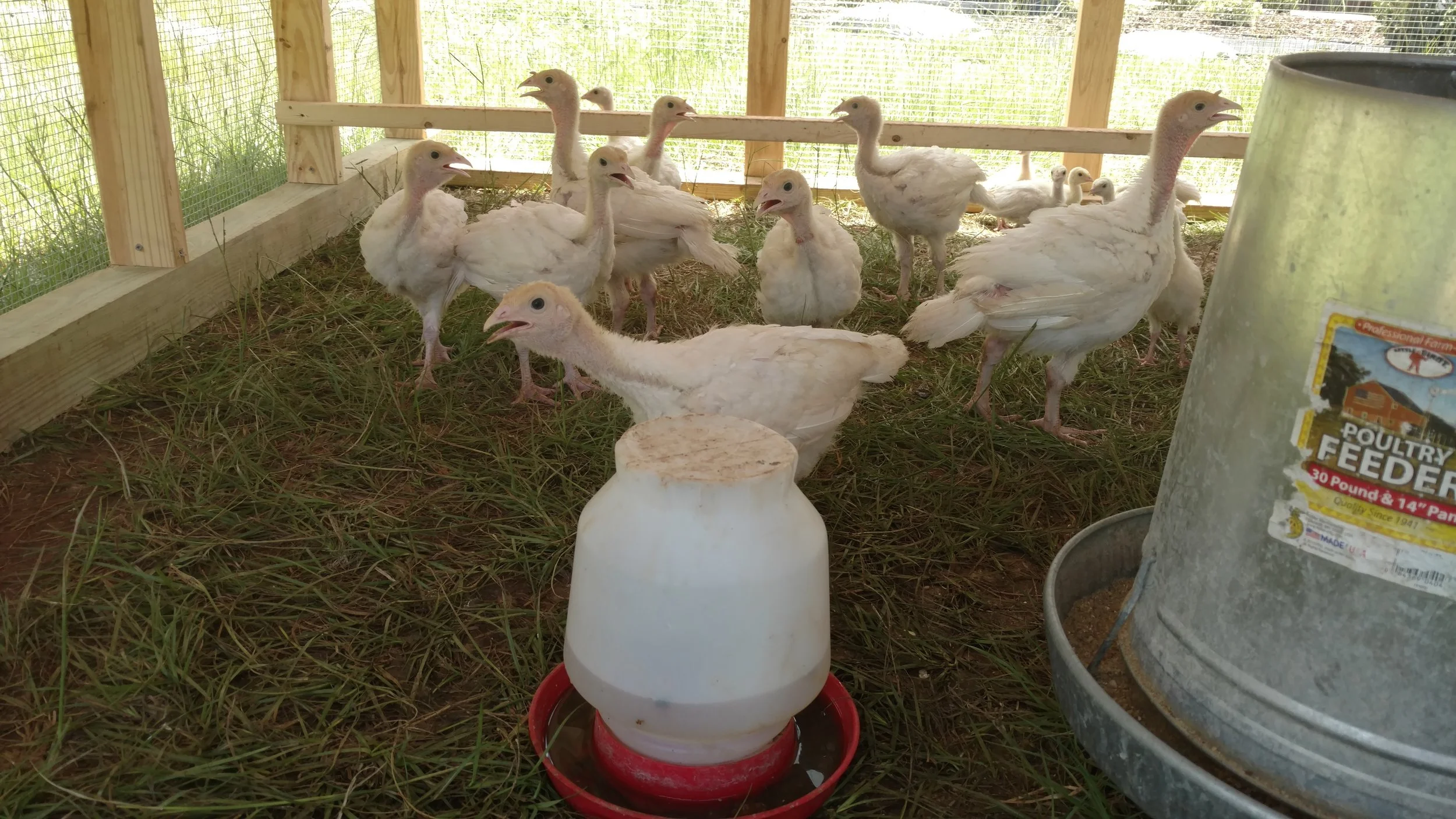 Tween poults in the turkey tractor enjoying the grass and bugs.