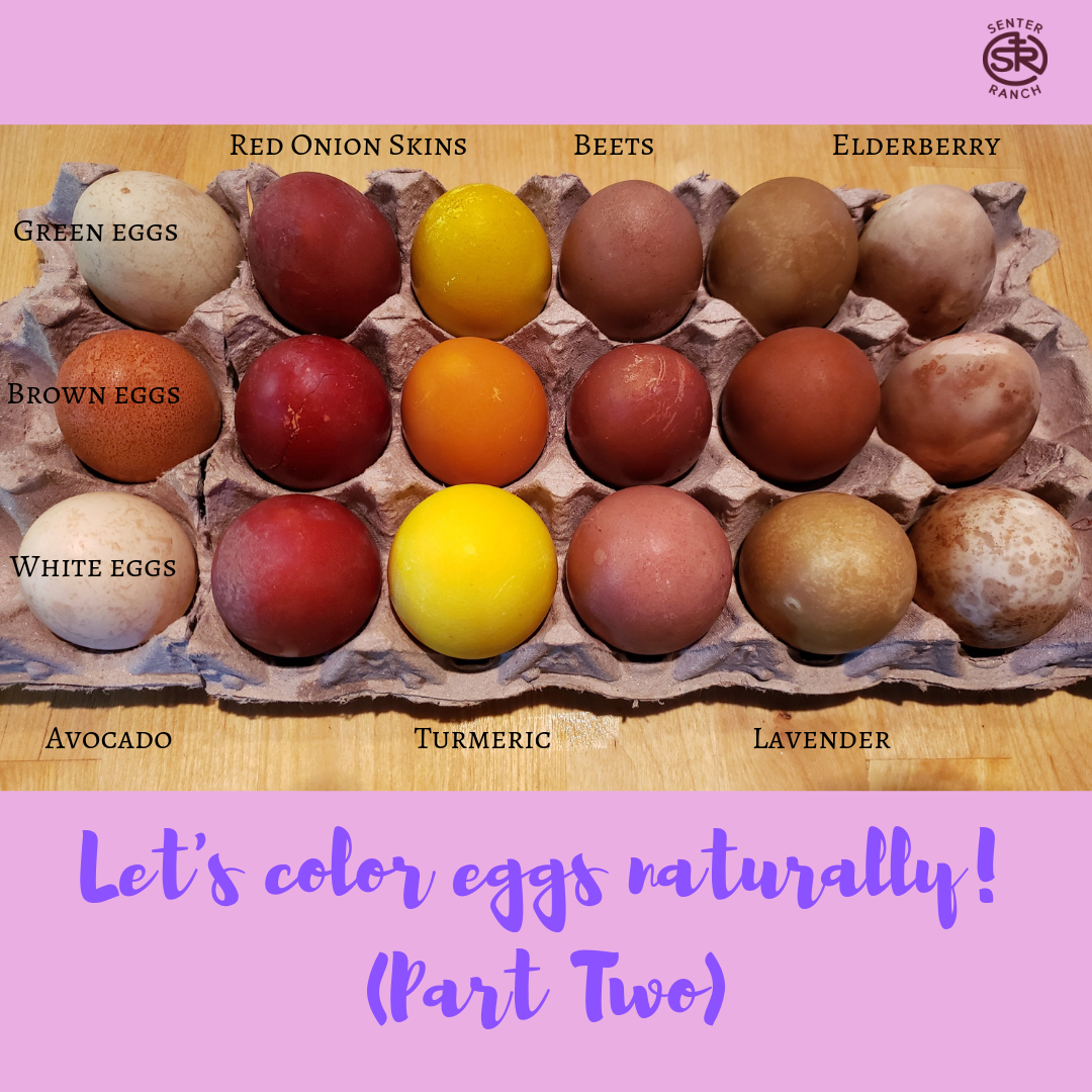 Let's color eggs naturally!Part 2.png