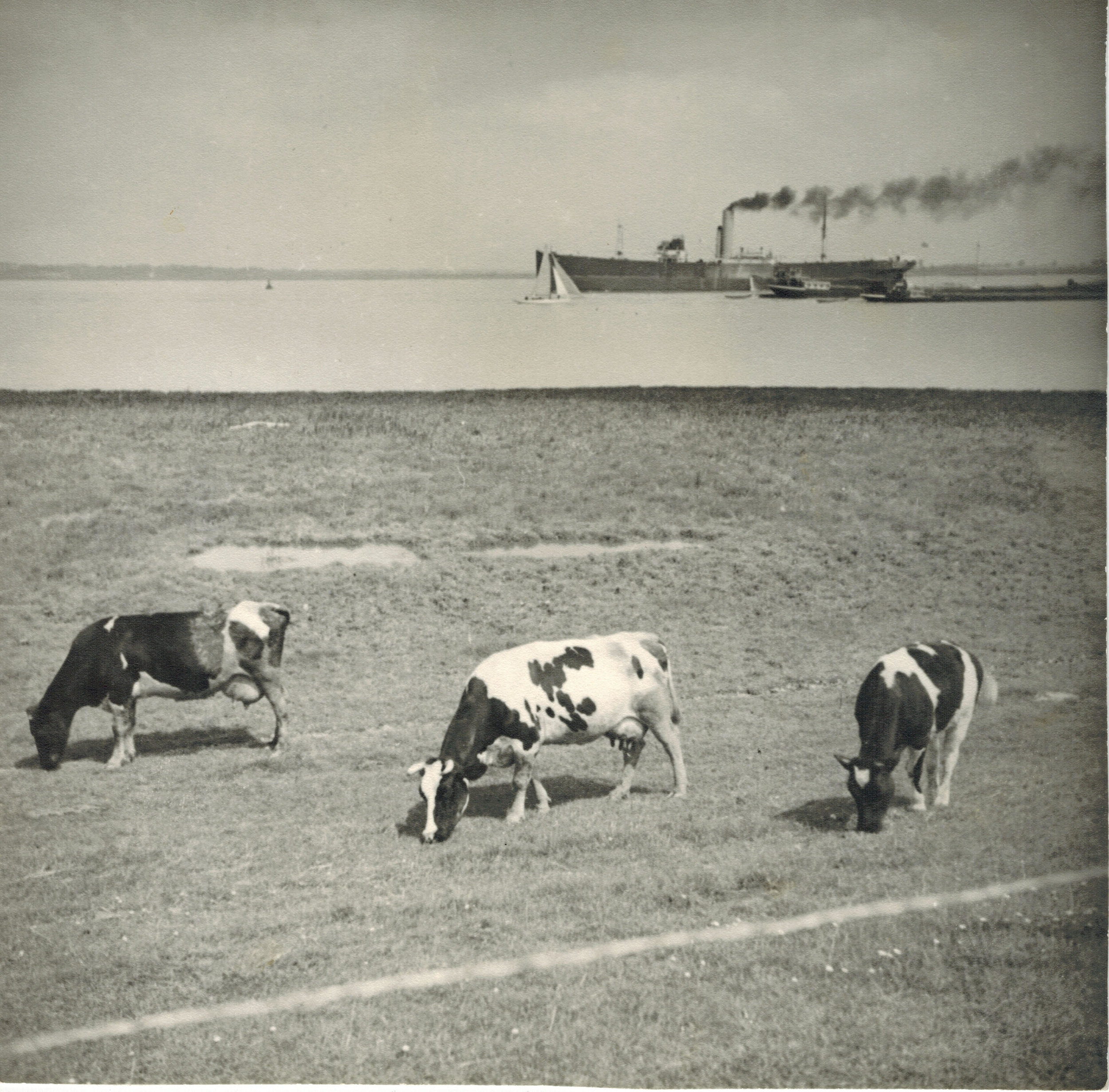  Albert Renger-Patzsch,  Cows grazing with steamship behind (Landscape in Northern Germany) , 1930, Gelatin silver print, stamped verso, 17.2 x 17.2 cm 