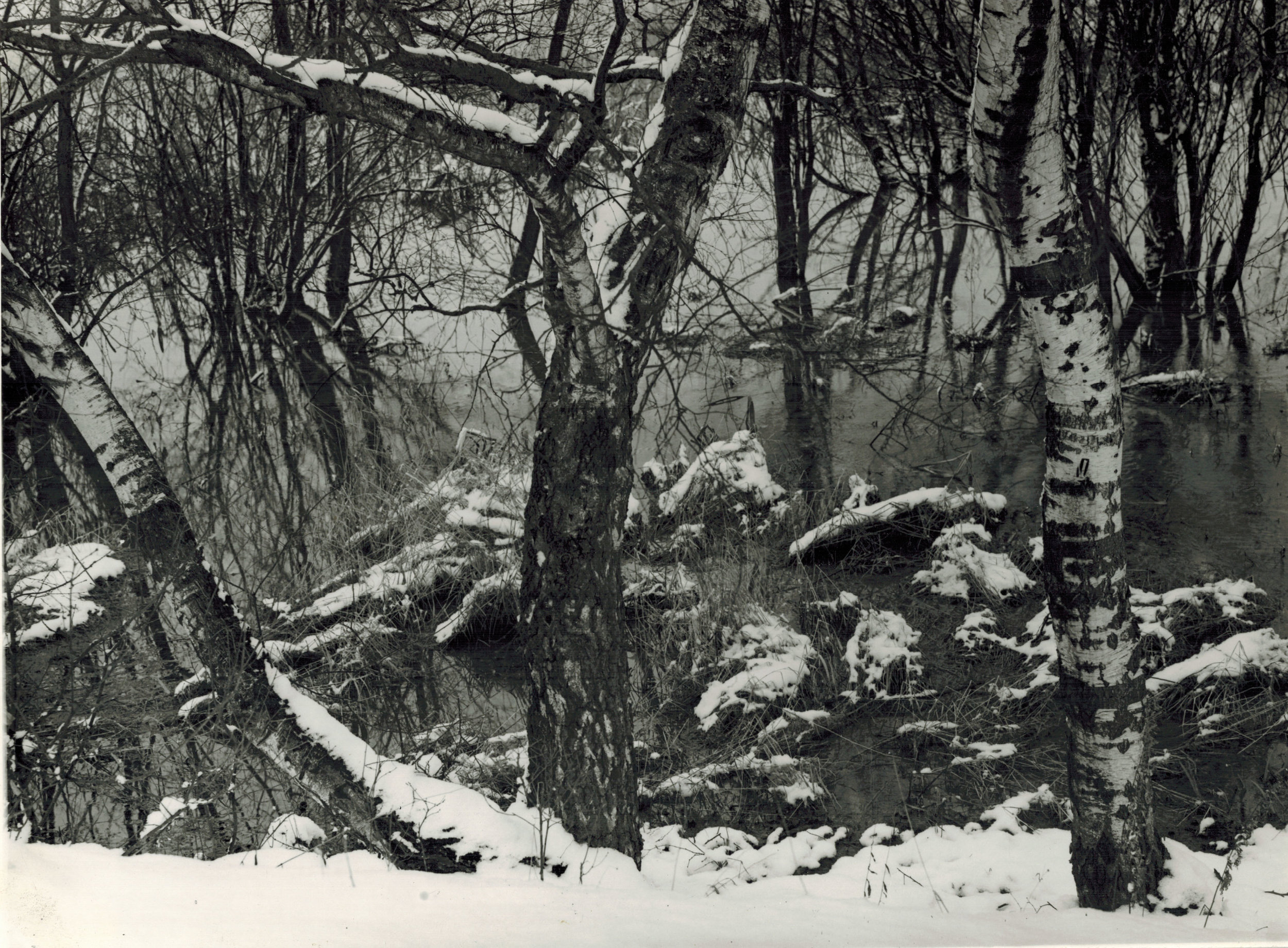  Albert Renger-Patzsch,  Birken am Mohue ufer (Woodland Orchard in Winter) , 1930-39, Gelatin silver print, stamped verso, titled and dated verso, 17 x 22.9 cm 