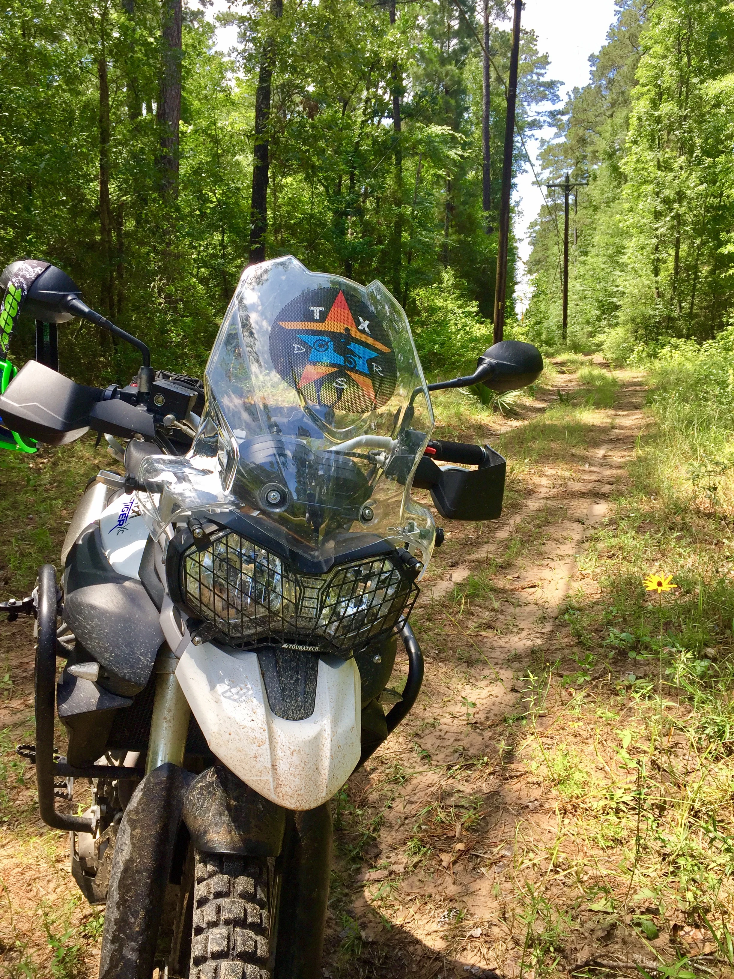 Tiger in Sam Houston .JPG