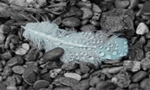2018-11-23 feather.png