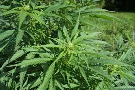 hemp.jpg