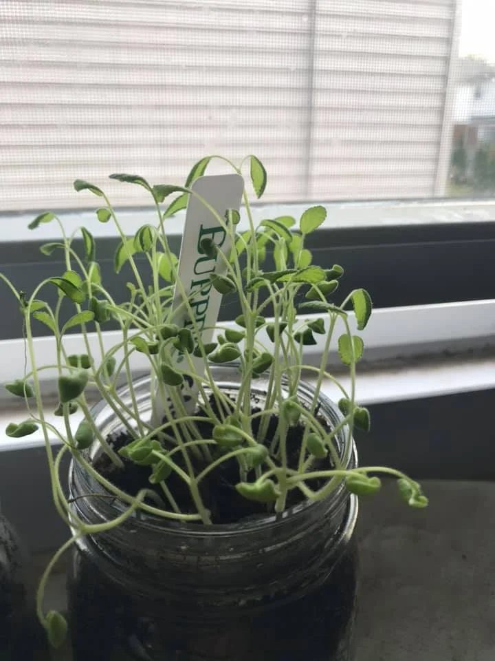 Allie's herbs.jpg