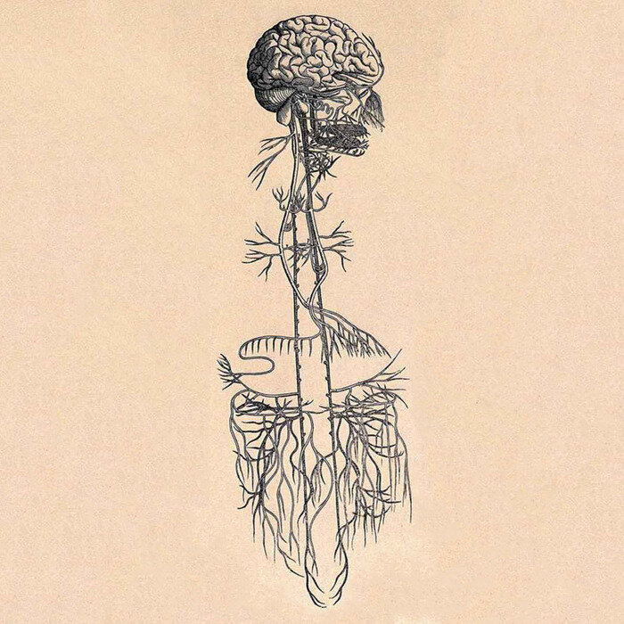 vagus nerve.jpg