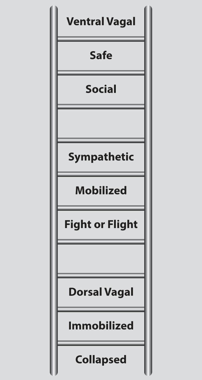 autonomic ladder.jpg