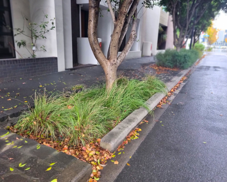 street-tree-lorimer.png