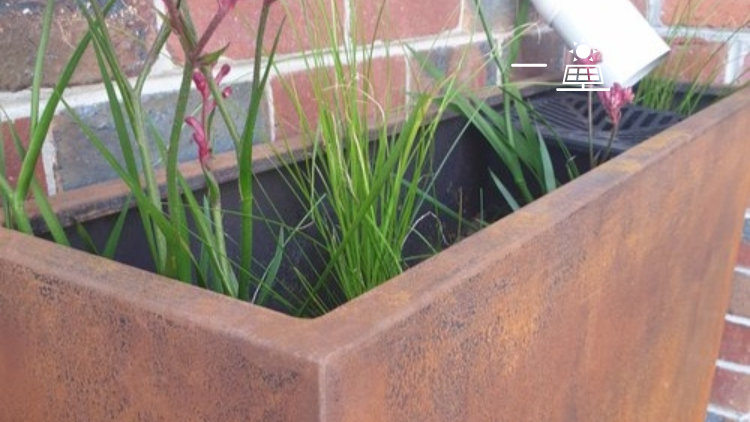 A rusty iron planter box with pink kangaroo paw flowers is next to a brick wall and downpipe.