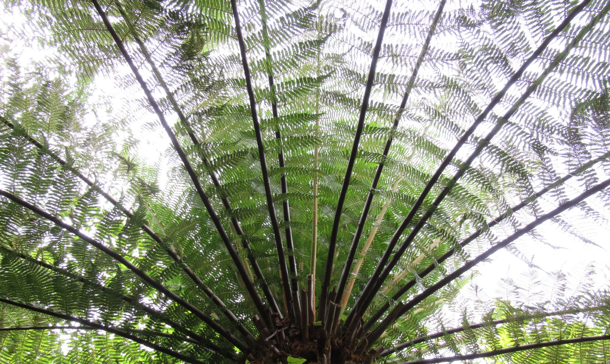 palm leaves fan.JPG