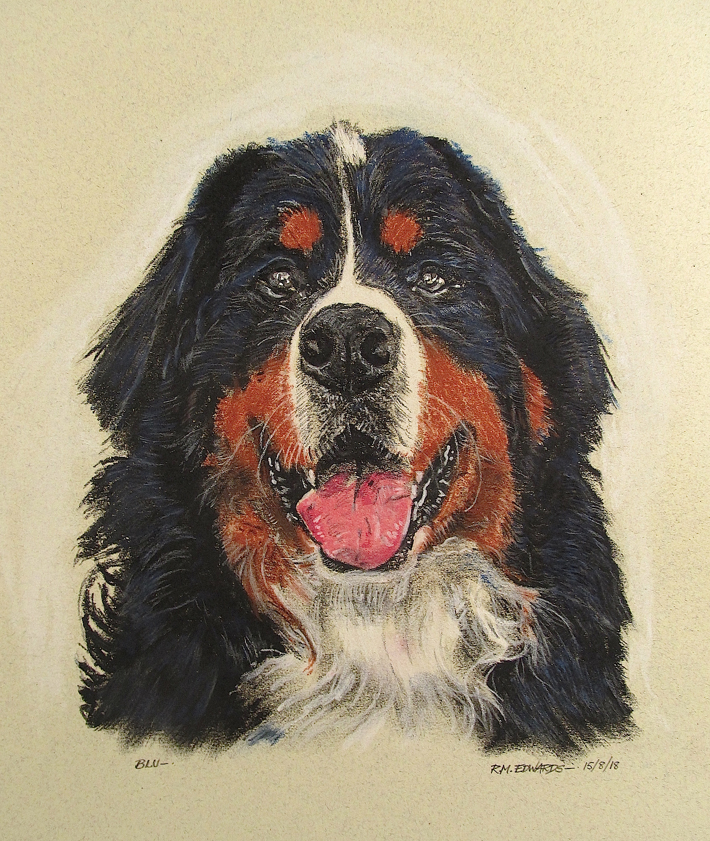 "Blu"; Bernese Mountain Dog