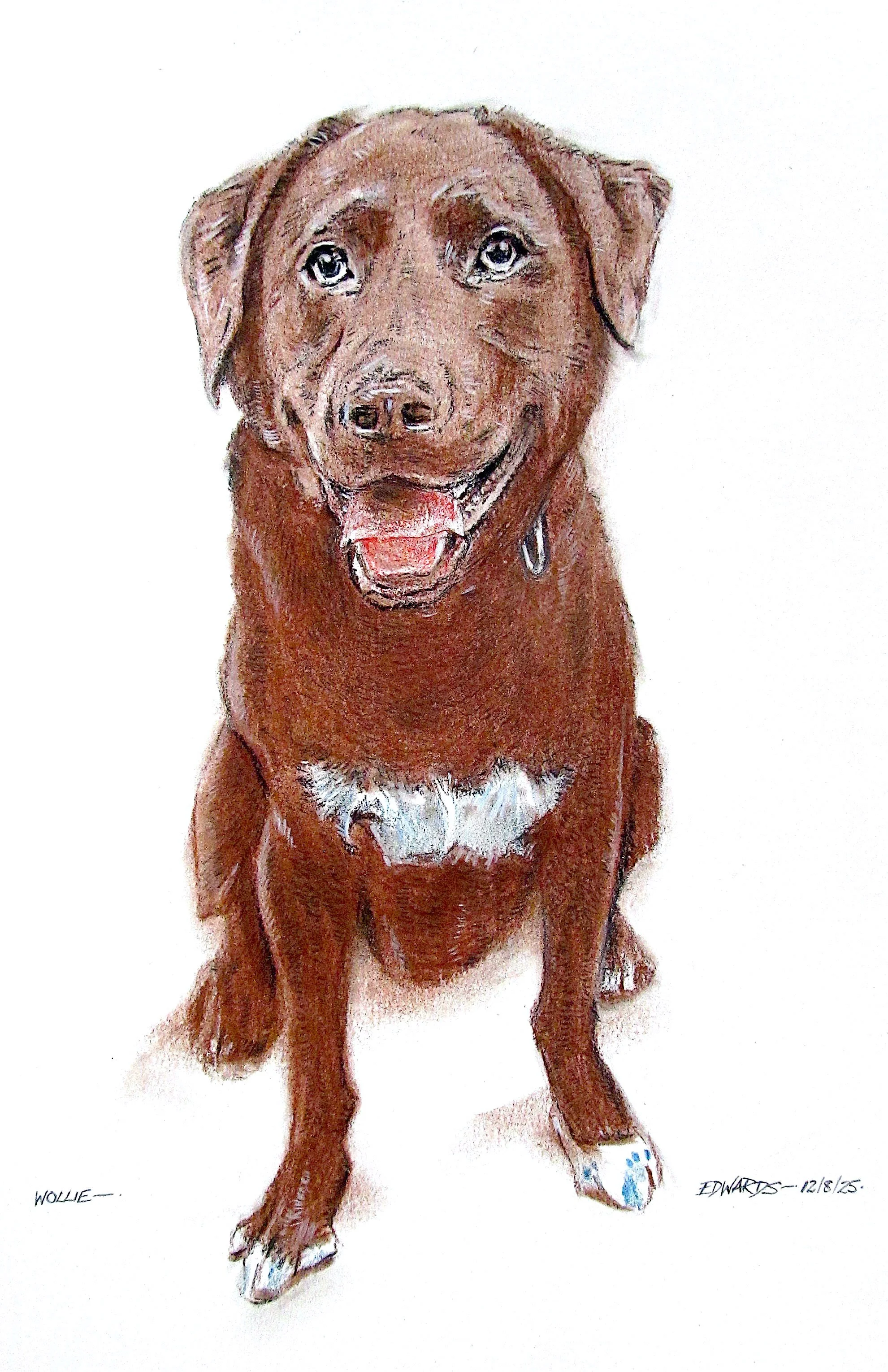 Wollie