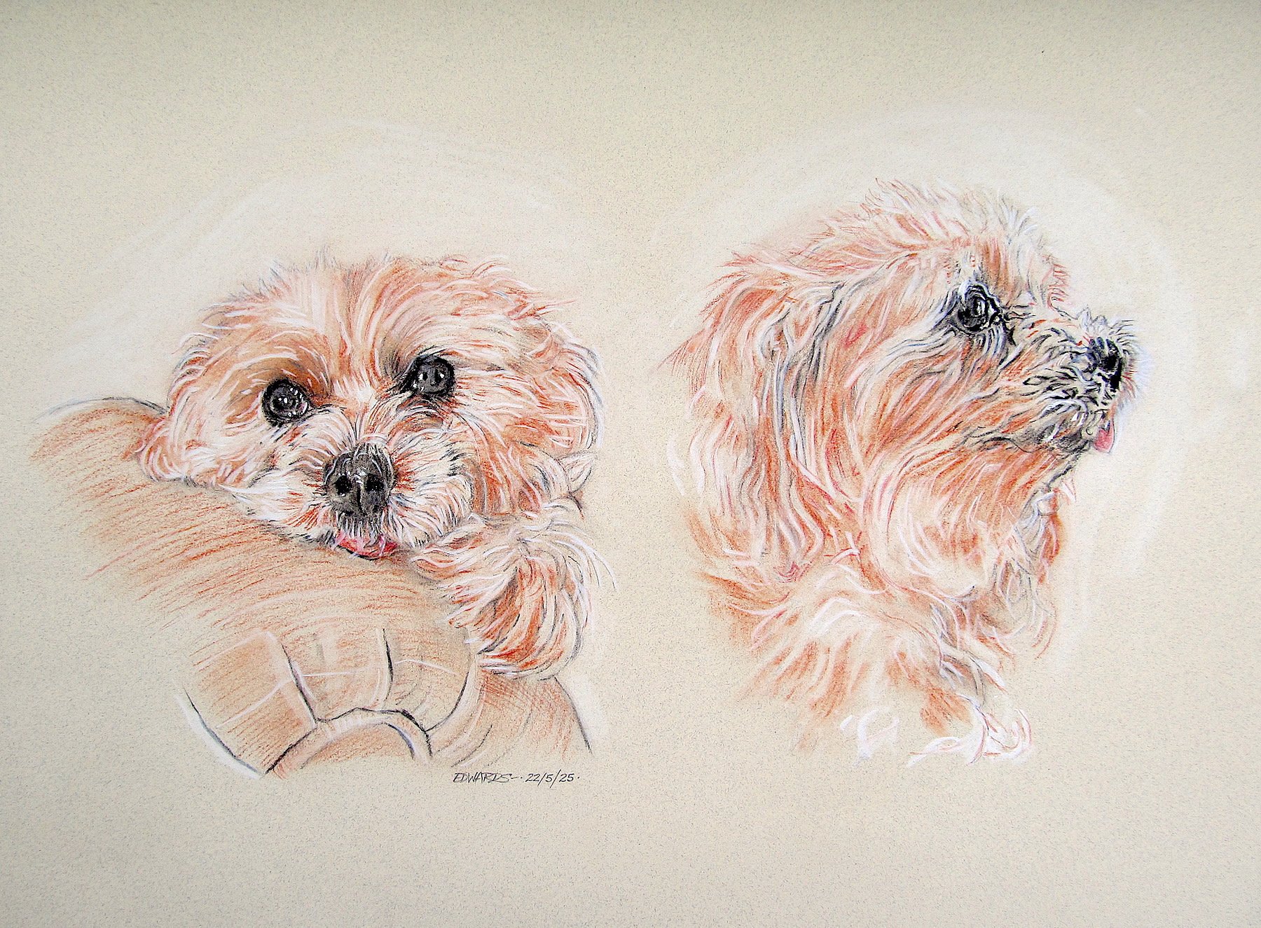Rosie the Maltese