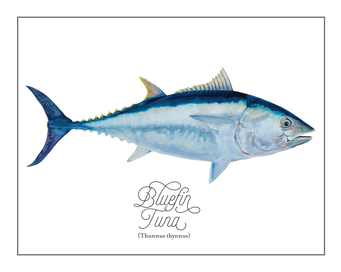 Bluefin-versionB(16X20).jpg
