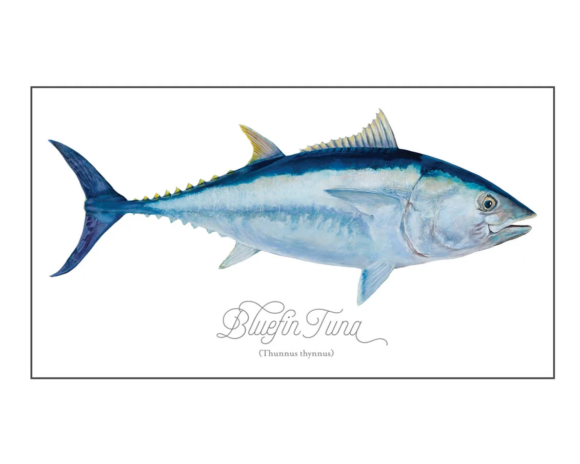 Bluefin-versionB.jpg