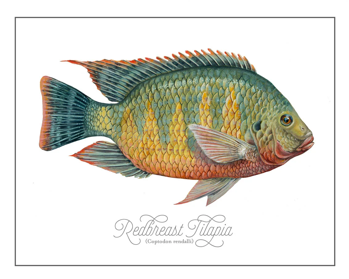 Tilapia-versionB.jpg
