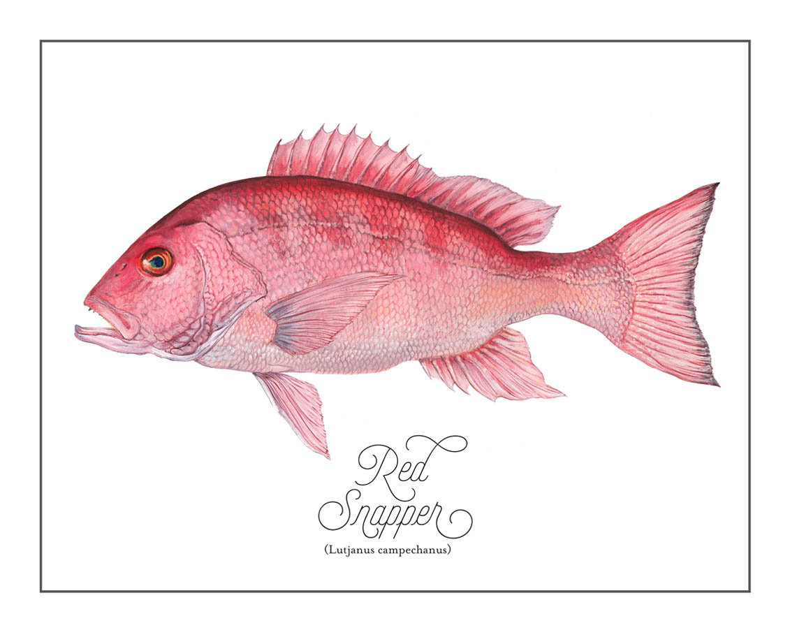 Snapper-versionB.jpg