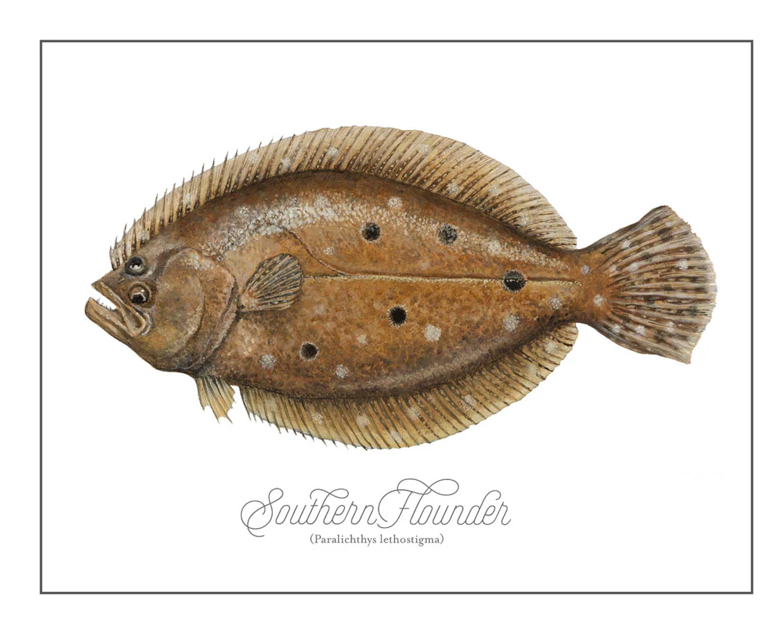 Flounder-versionB.jpg