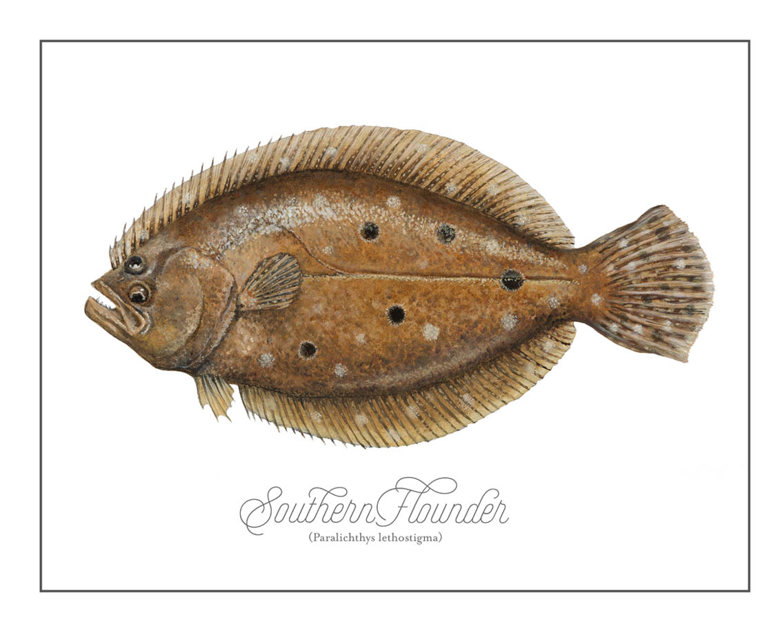 Flounder-versionB.jpg