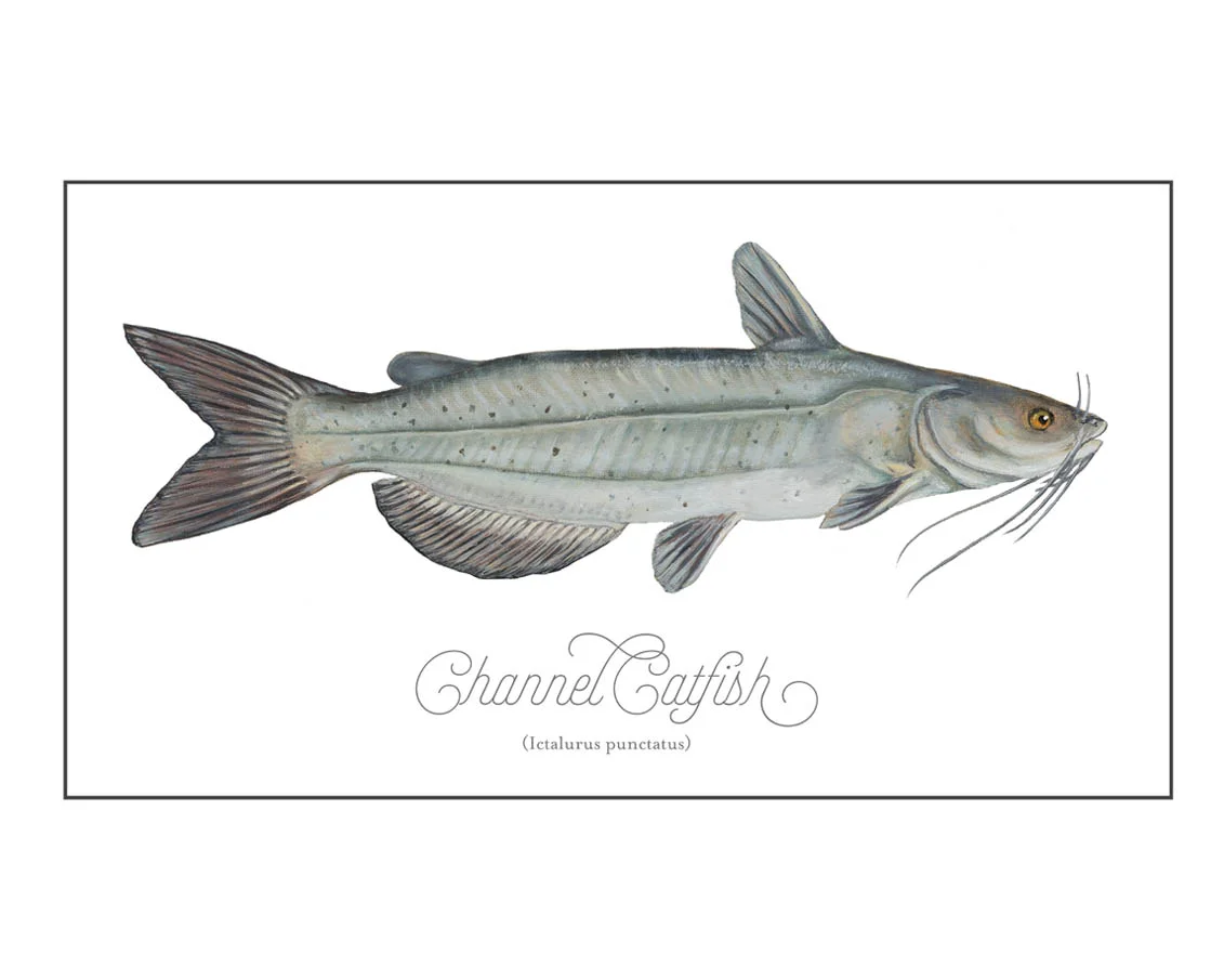 Catfish-versionB.jpg